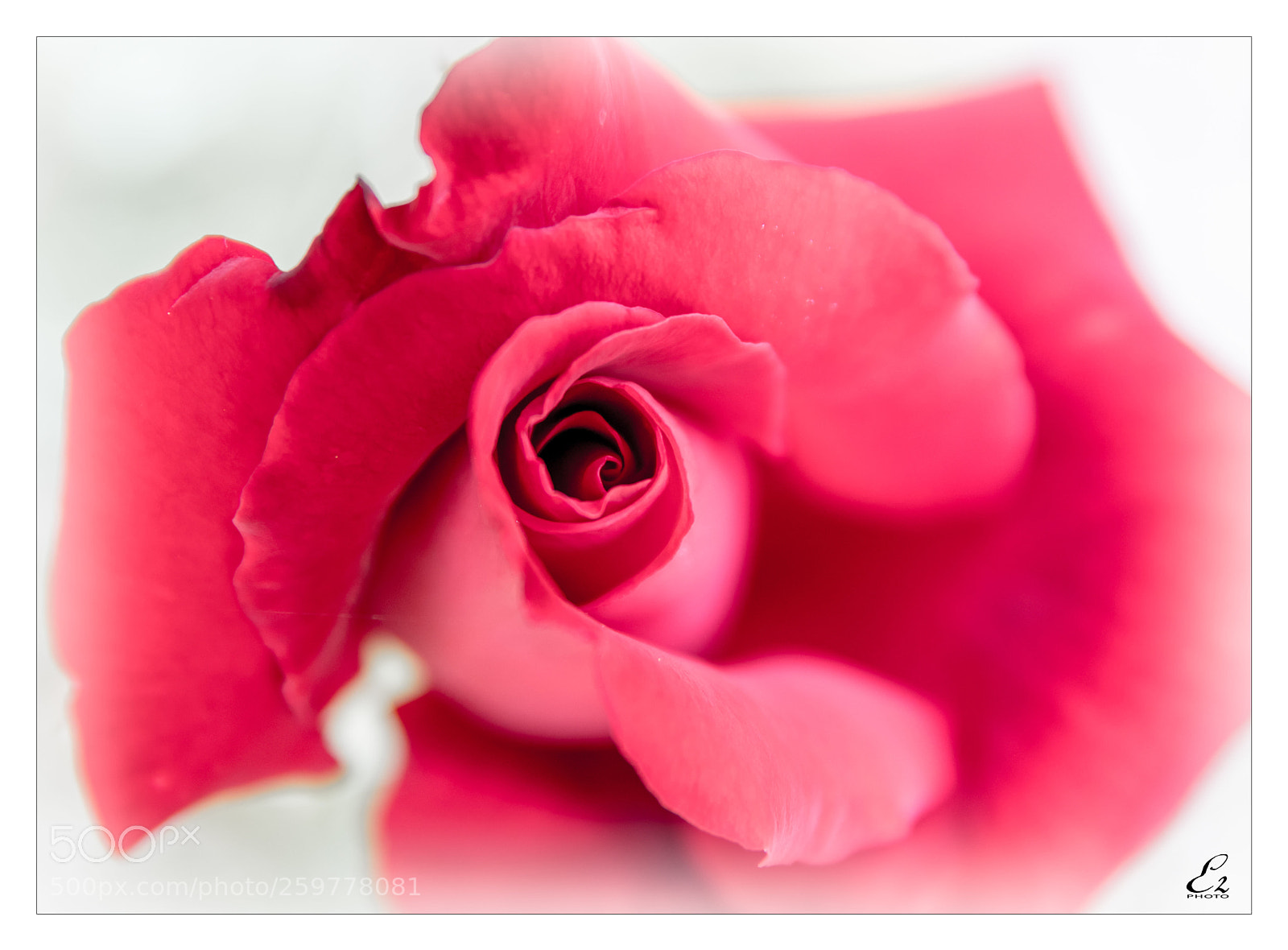 Canon EOS 80D sample photo. Rose photography
