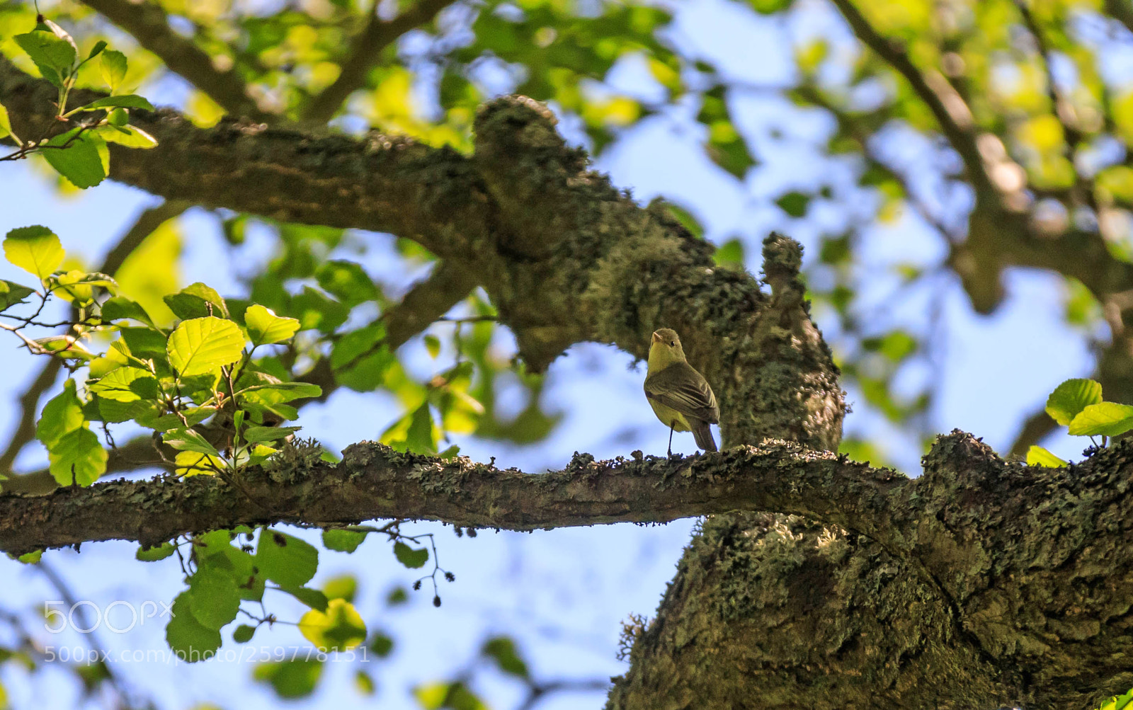 Canon EOS 5D Mark IV sample photo. Icterine warbler, r national photography