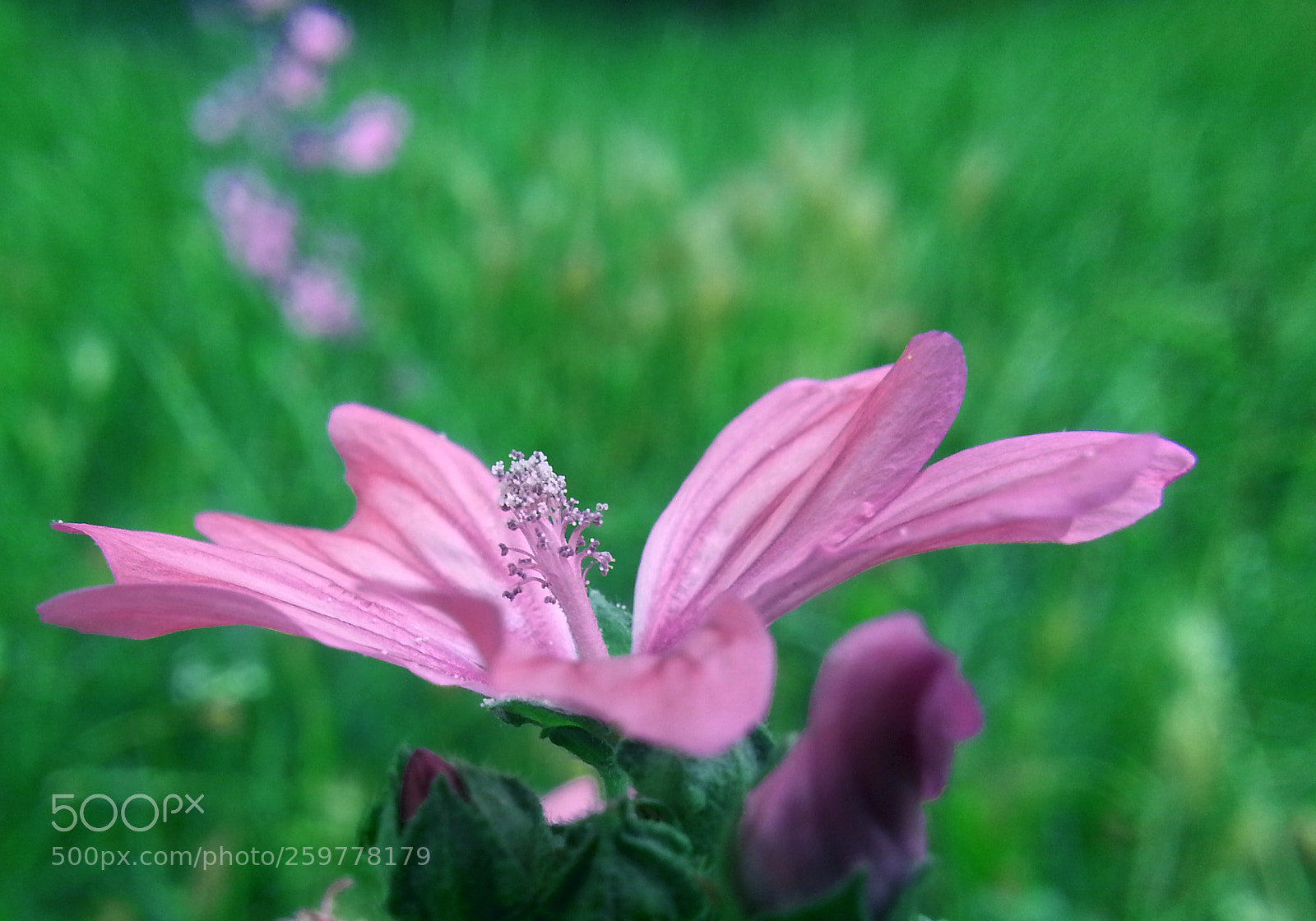 Samsung Galaxy Note2 sample photo. Flower photography