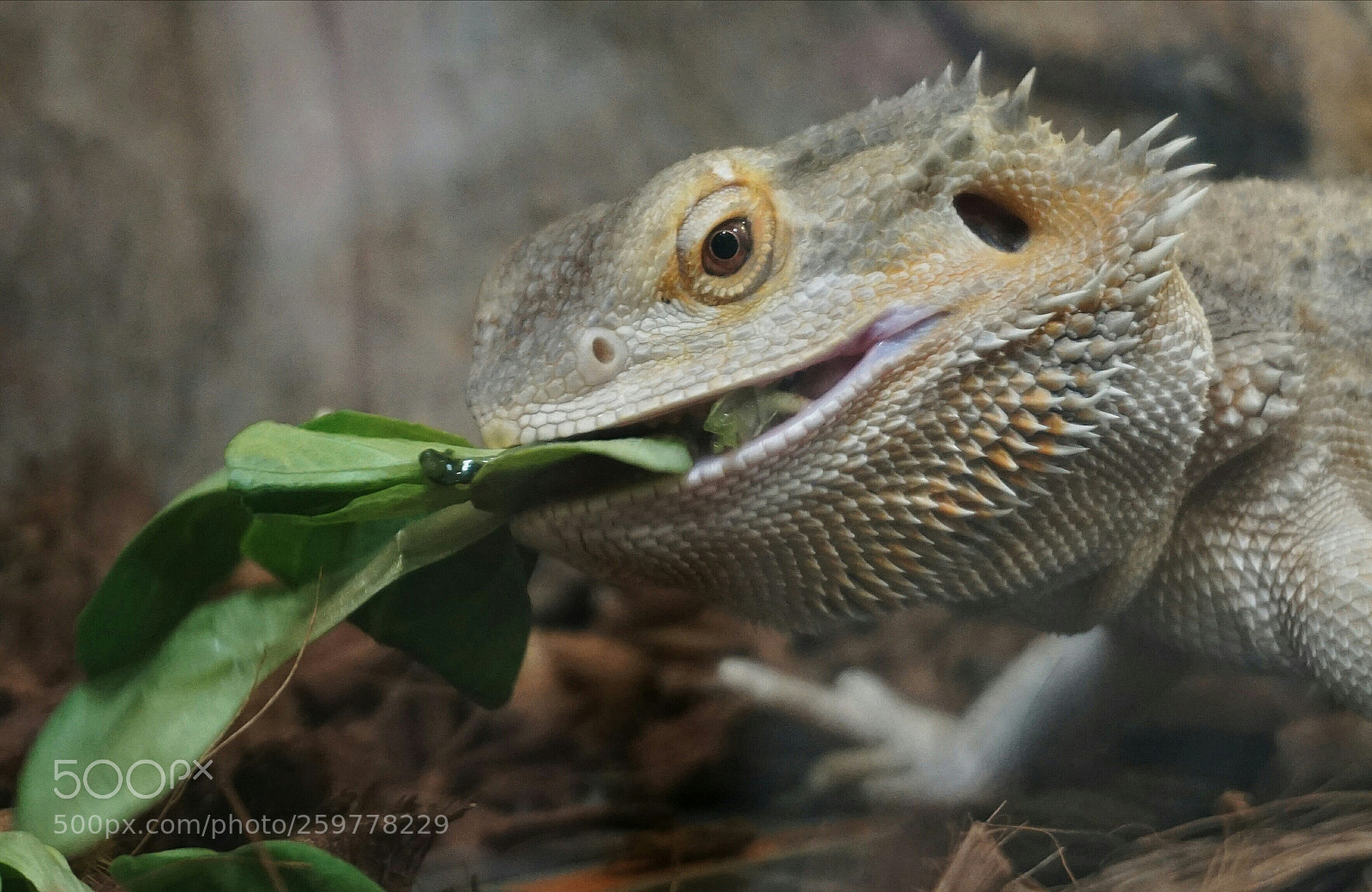 Sony a6000 sample photo. Vege meal photography