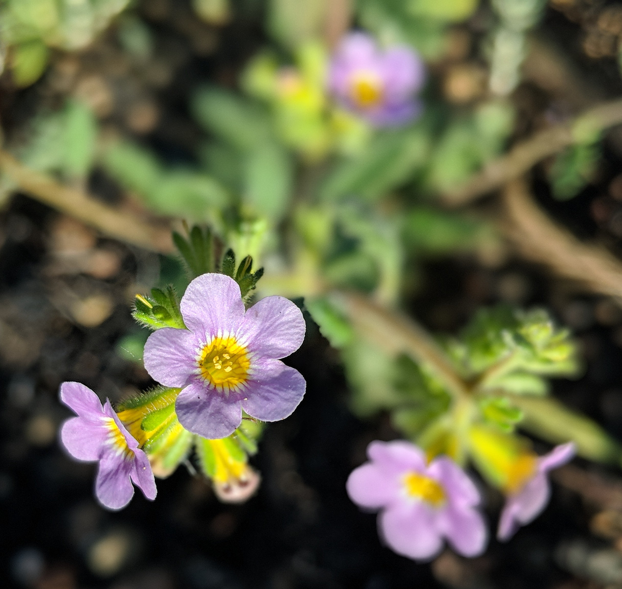 Google Pixel 2 XL sample photo