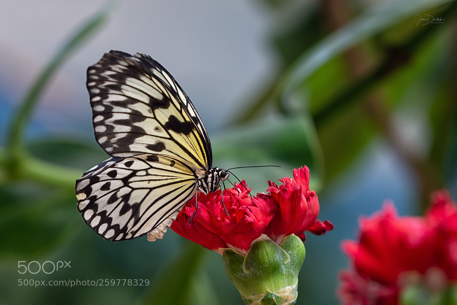Nikon D7200 sample photo. Butterfly photography