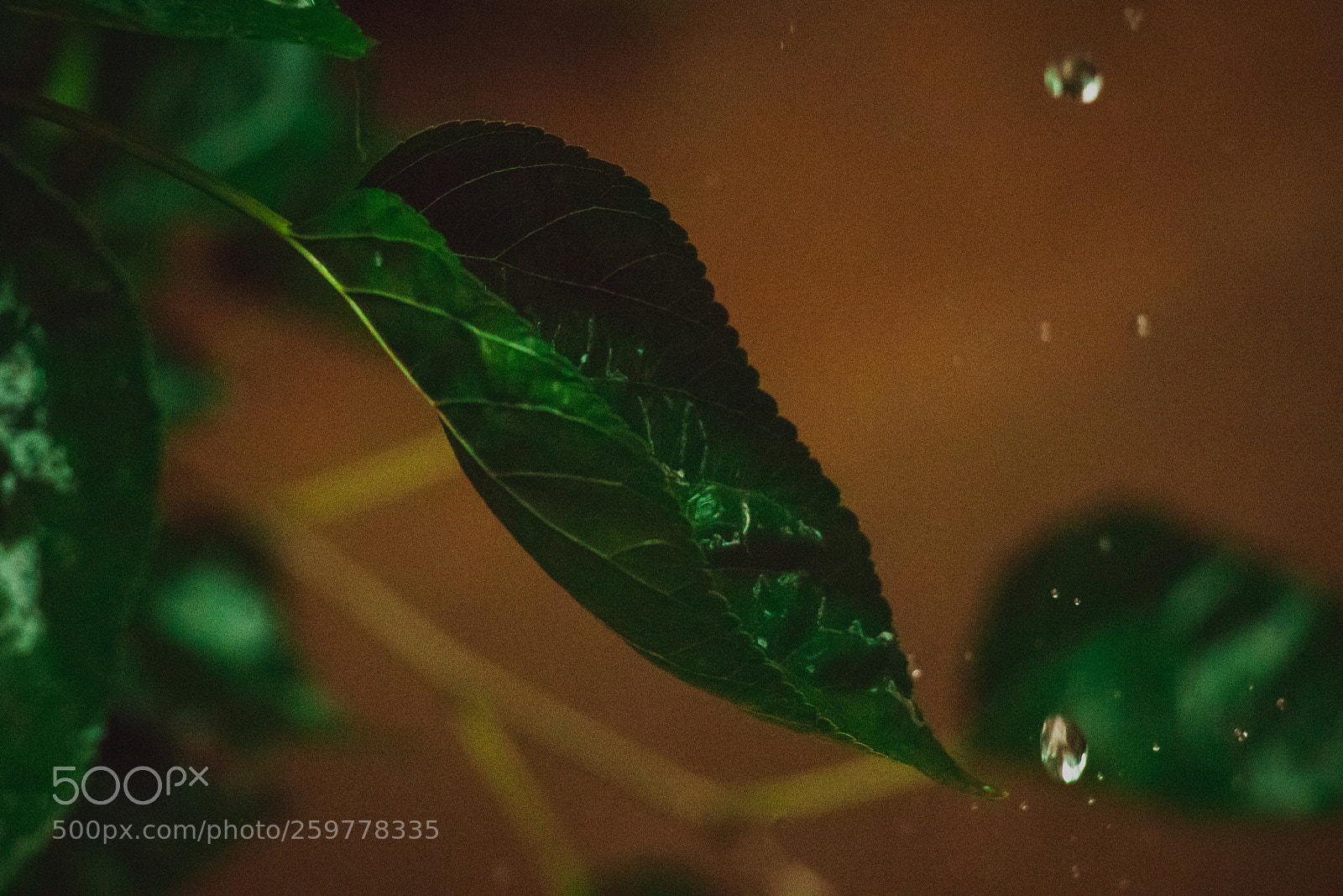 Canon EOS 80D sample photo. Insect photography