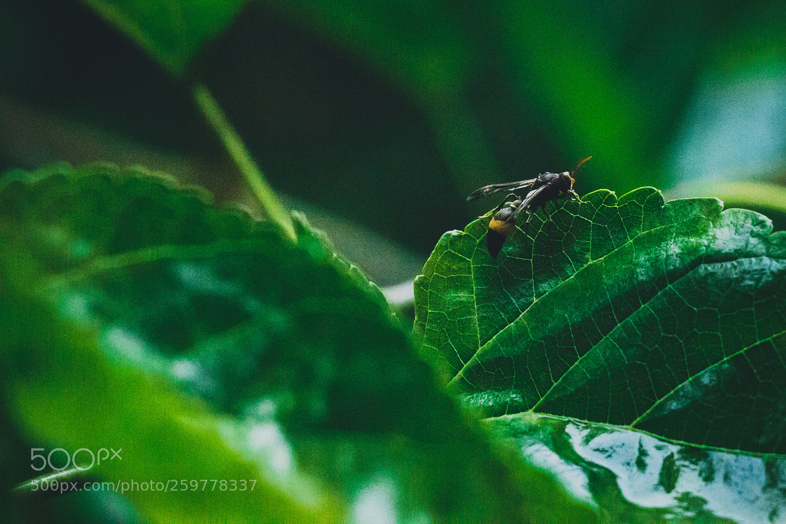 Canon EOS 80D sample photo. Insect photography