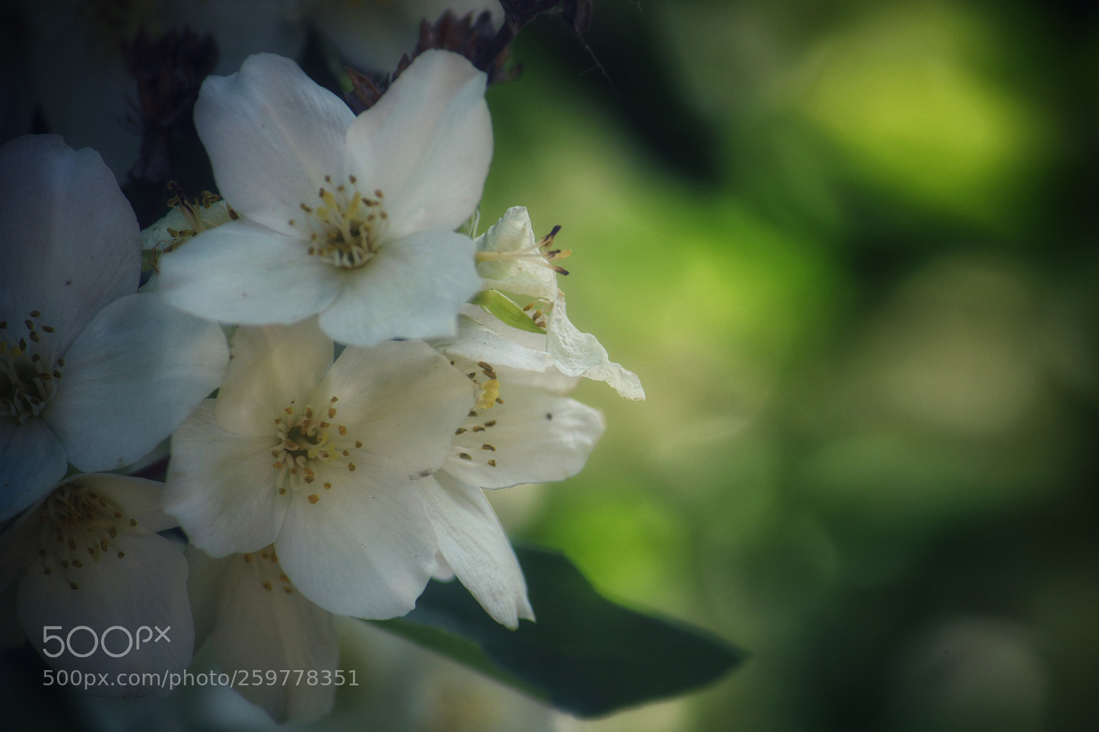 Canon EOS 760D (EOS Rebel T6s / EOS 8000D) sample photo. Flowers photography