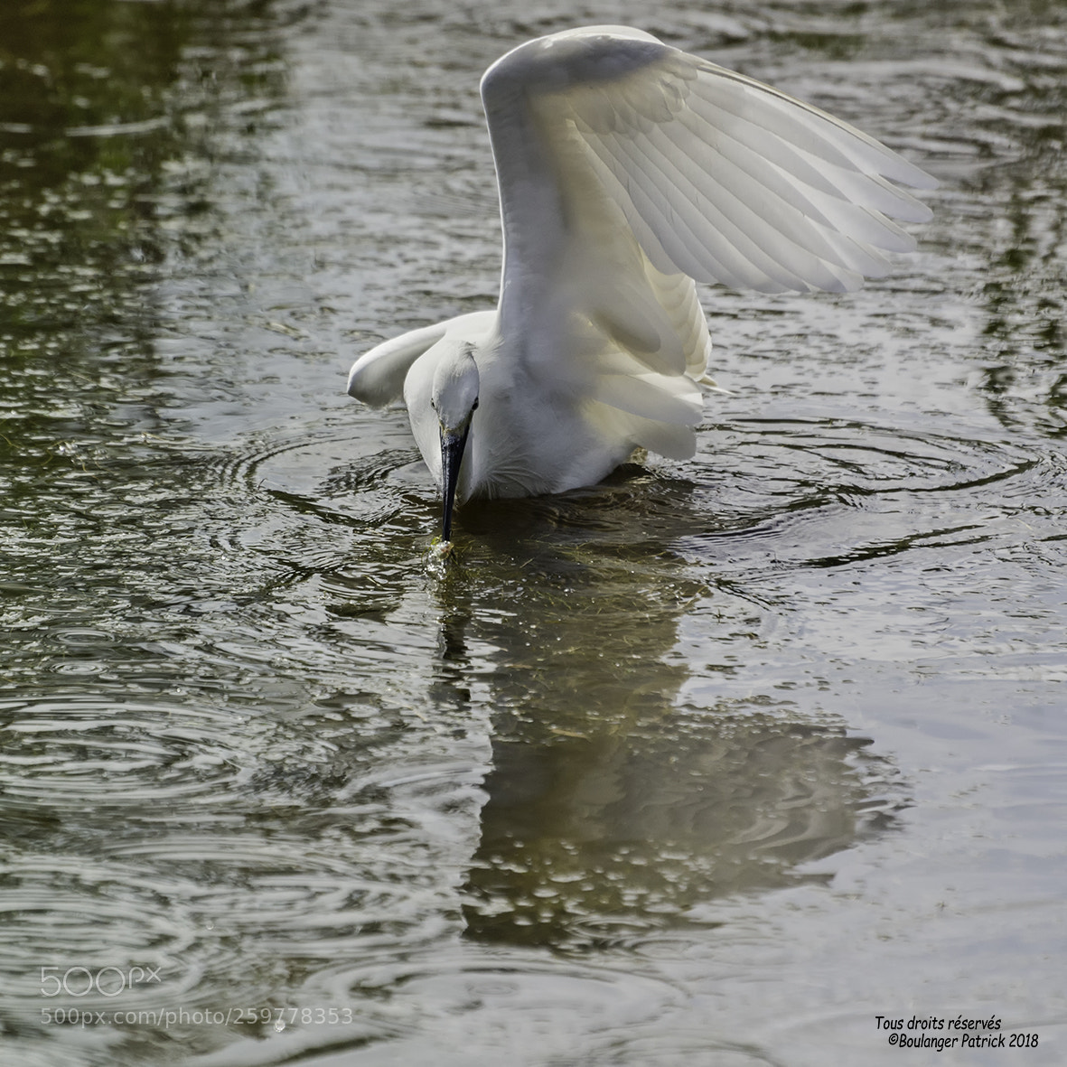 Nikon D7000 sample photo. Aigrette photography
