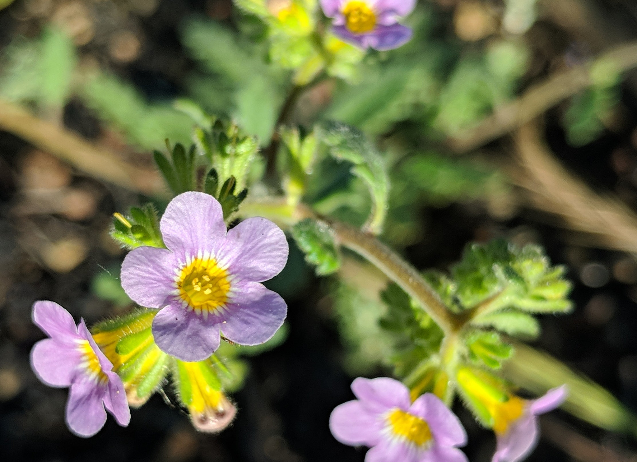 Google Pixel 2 XL sample photo
