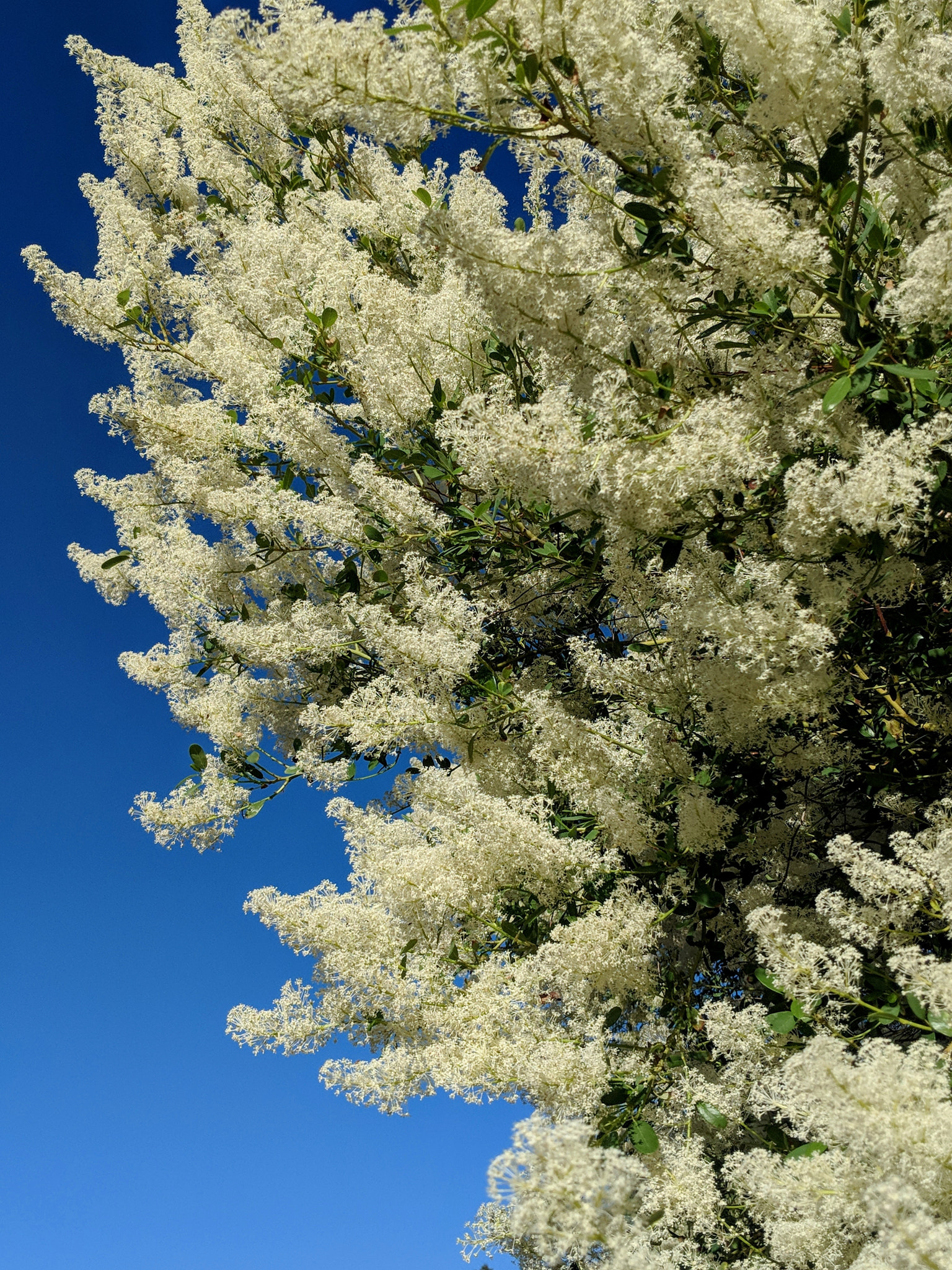 Google Pixel 2 XL sample photo