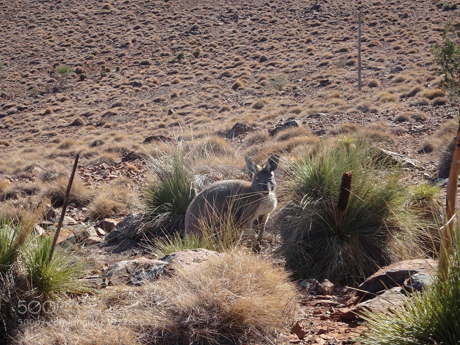 Sony Cyber-shot DSC-HX90V sample photo. Two aussie icons photography