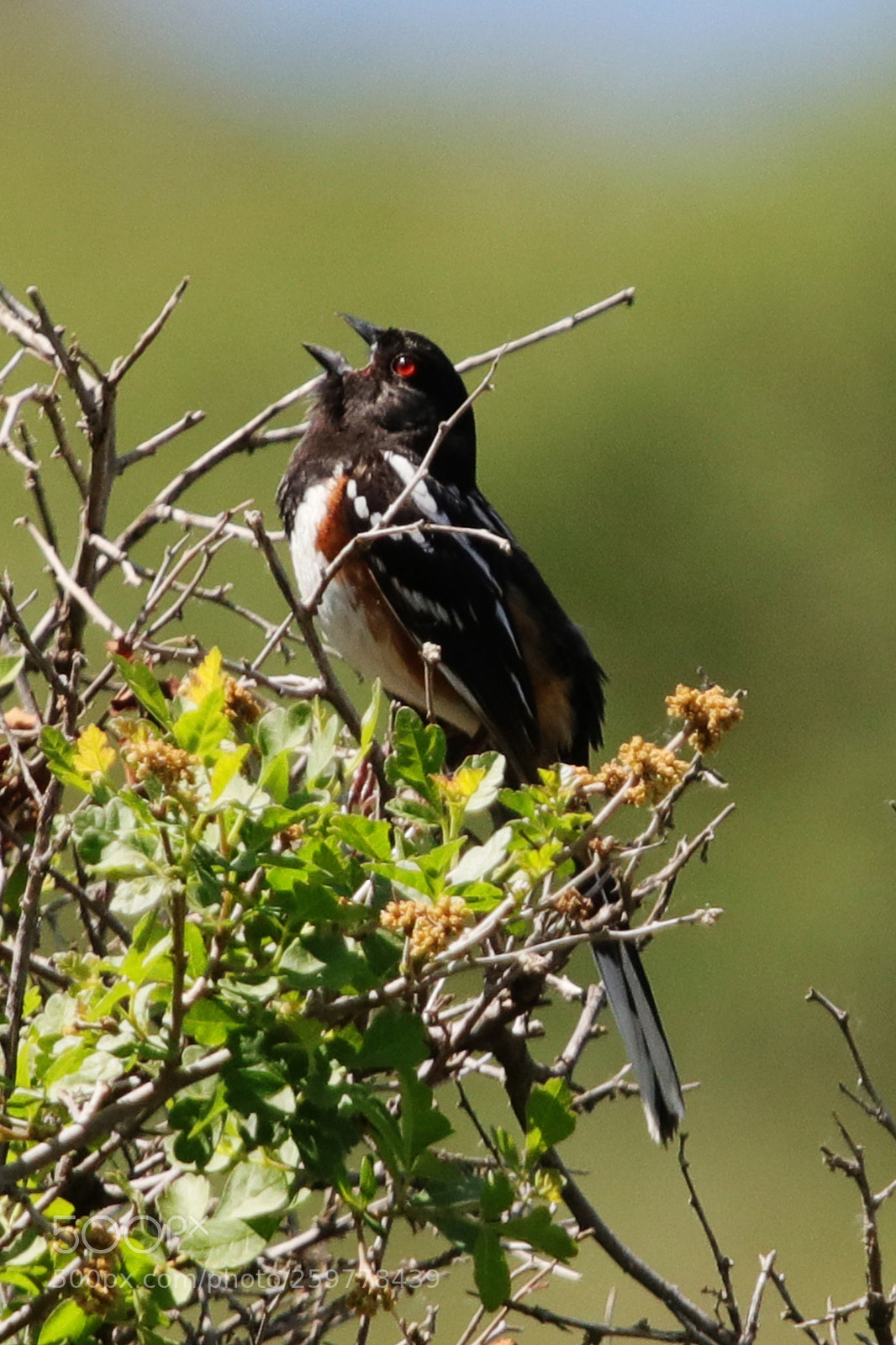 Canon EOS 80D sample photo. Male spotted towhee photography