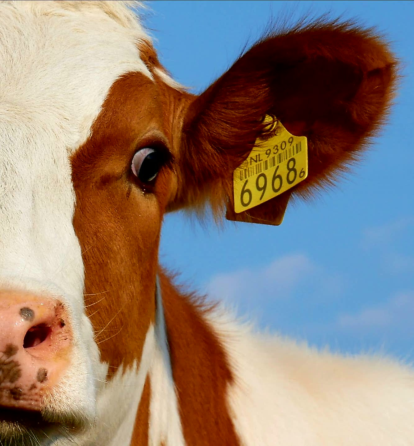 Panasonic Lumix DMC-G85 (Lumix DMC-G80) sample photo. Dutch cow photography