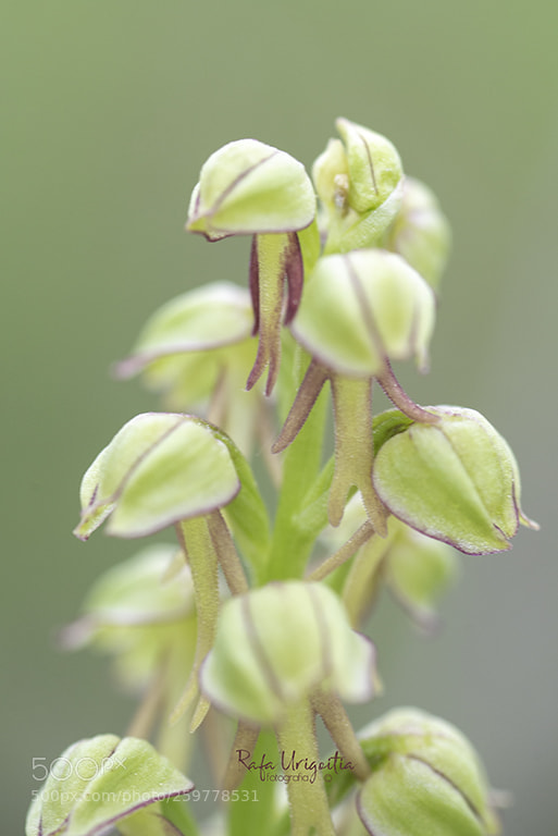 Nikon D610 sample photo. Flor de l'home penjat photography