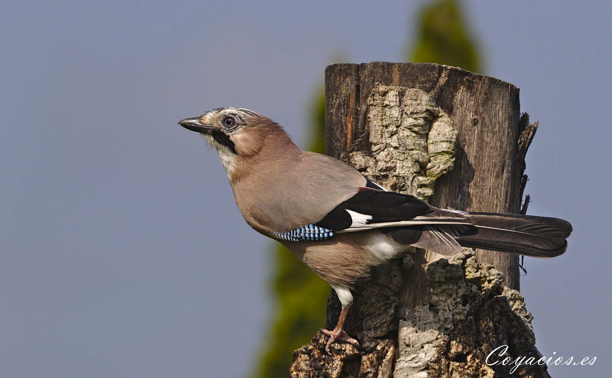 Canon EOS 7D Mark II sample photo. Arrendajo euroasiático (garrulus glandarius) photography
