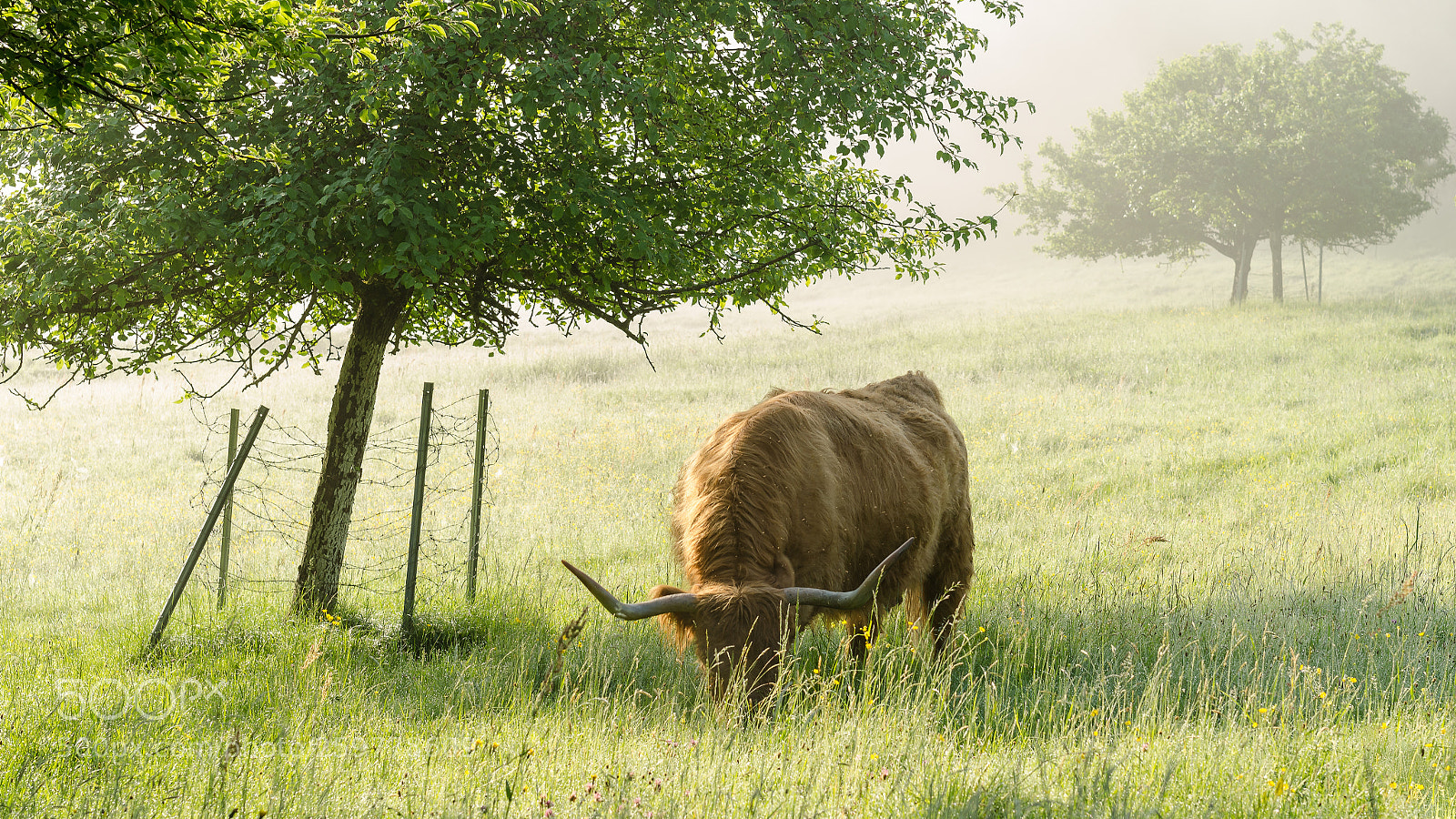 Nikon D5100 sample photo. Longhorn photography