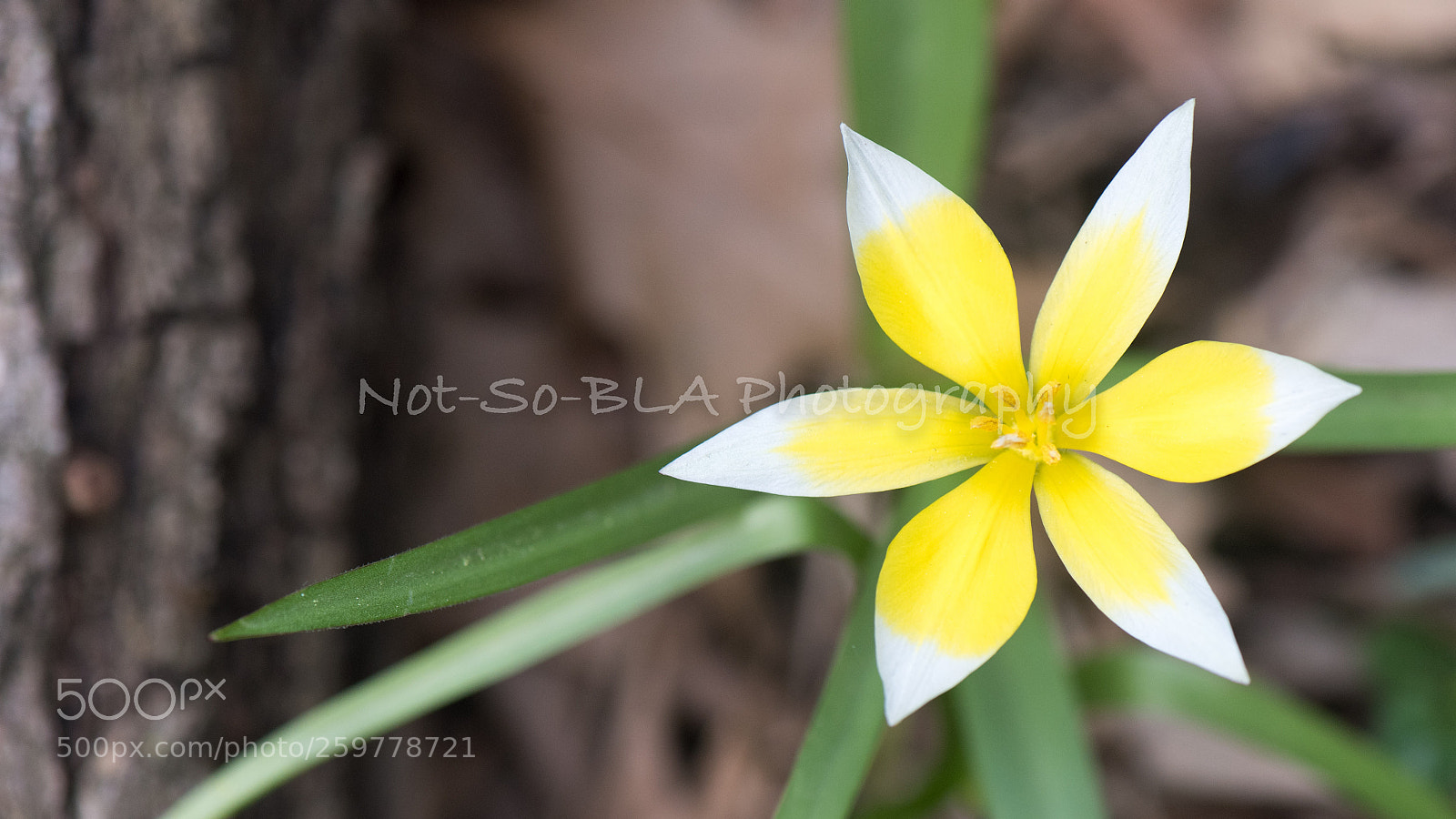 Nikon D5 sample photo. Tulip tarda photography