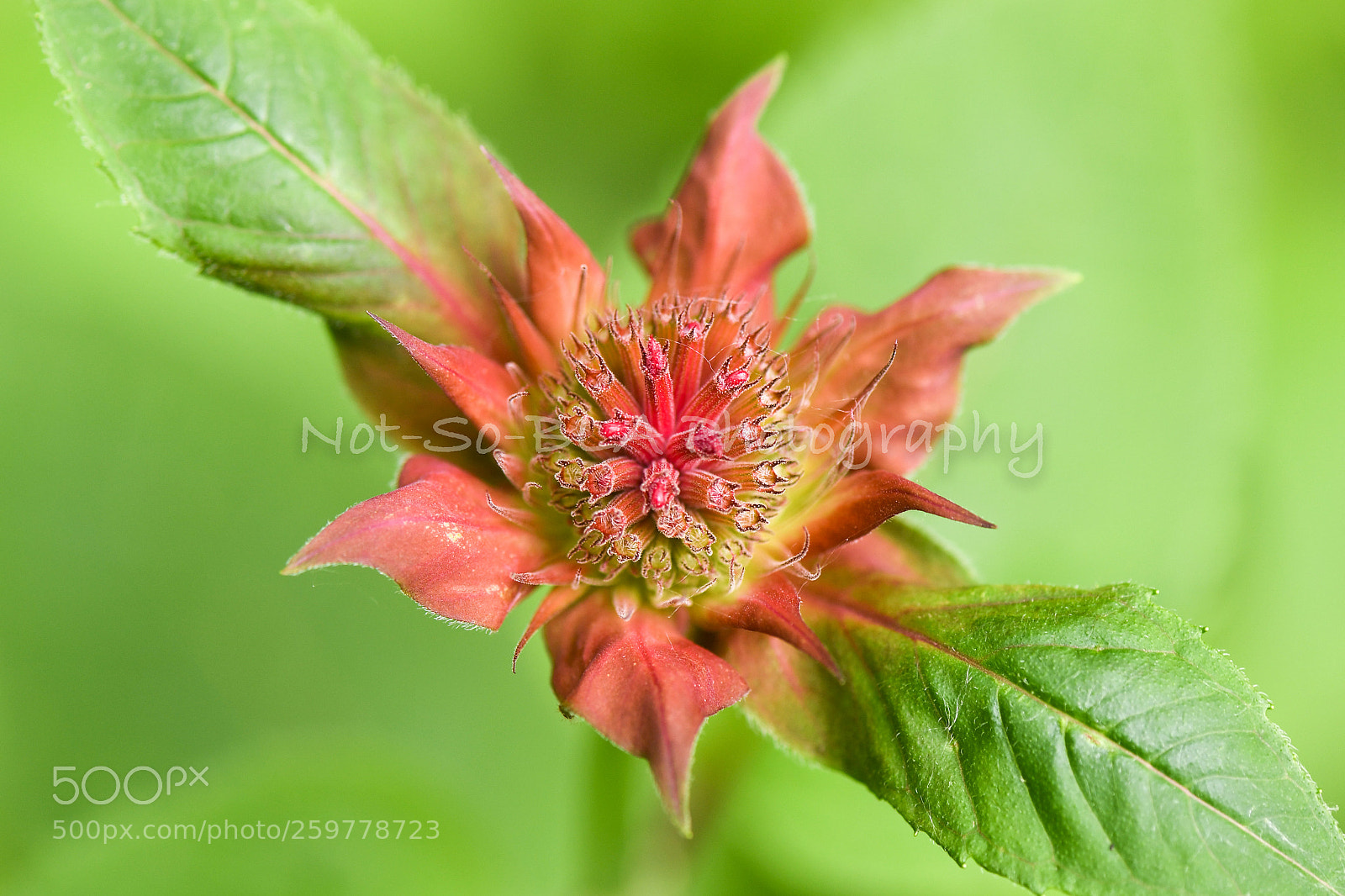 Nikon D5 sample photo. Bee balm photography