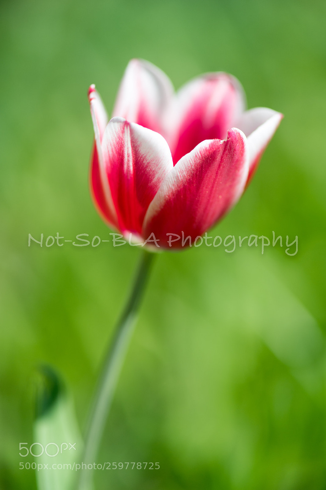 Nikon D5 sample photo. Tulip photography