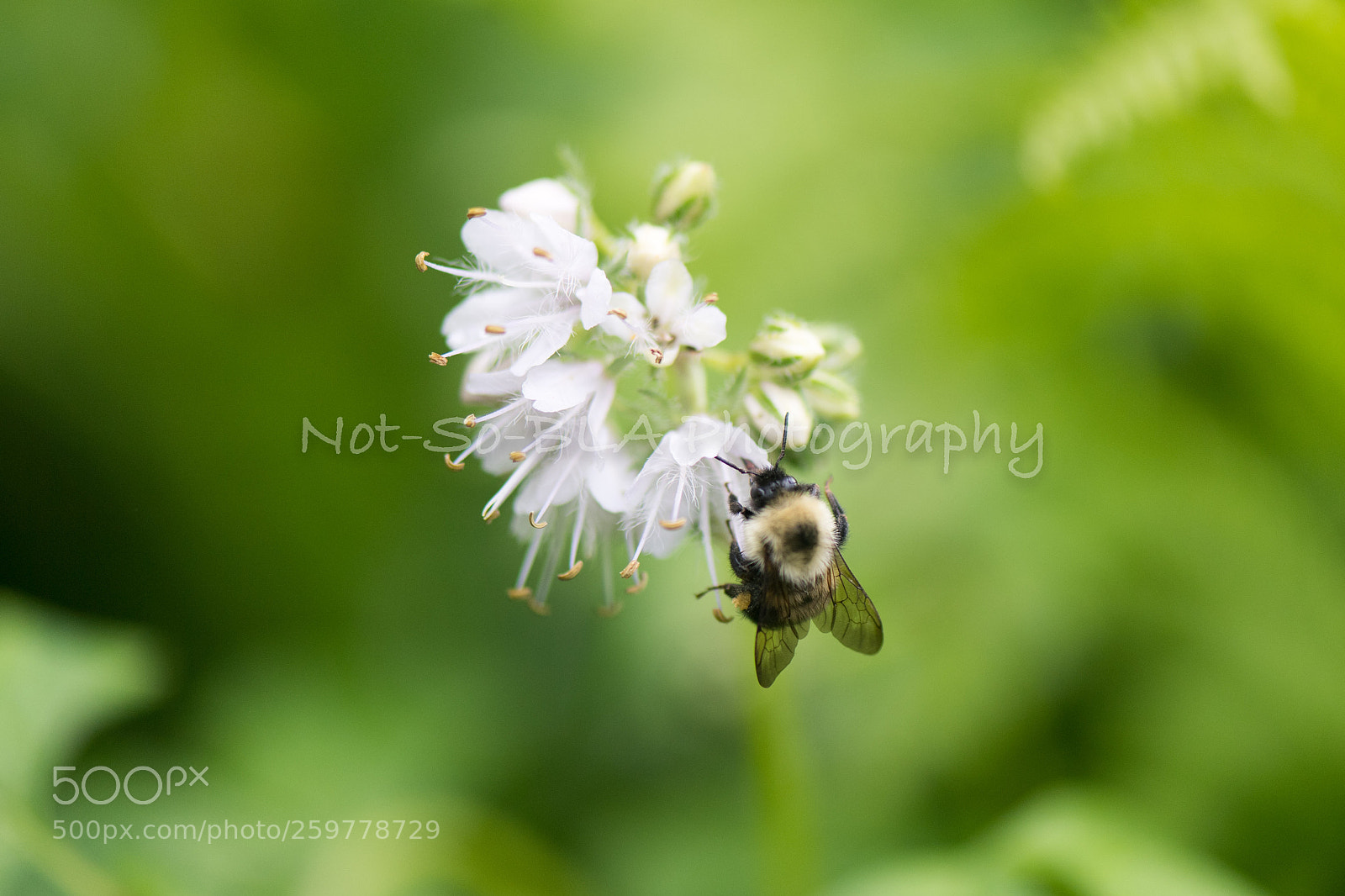 Nikon D5 sample photo. Waterleaf pollen photography