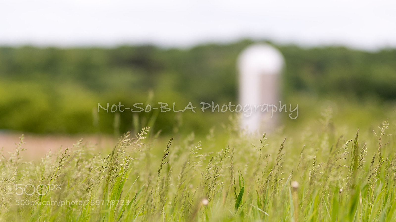 Nikon D5 sample photo. Grass photography