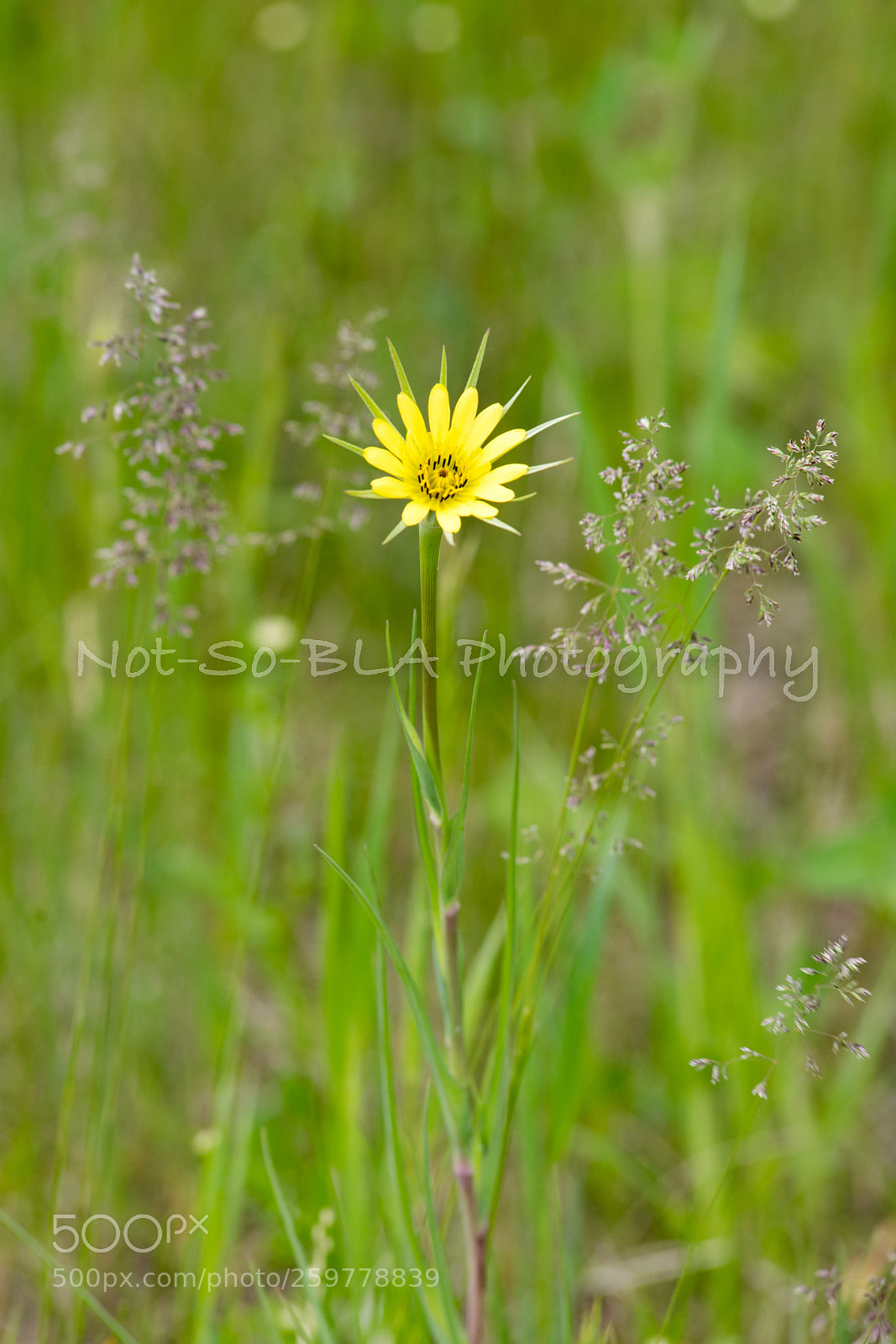 Nikon D5 sample photo. Bla photography