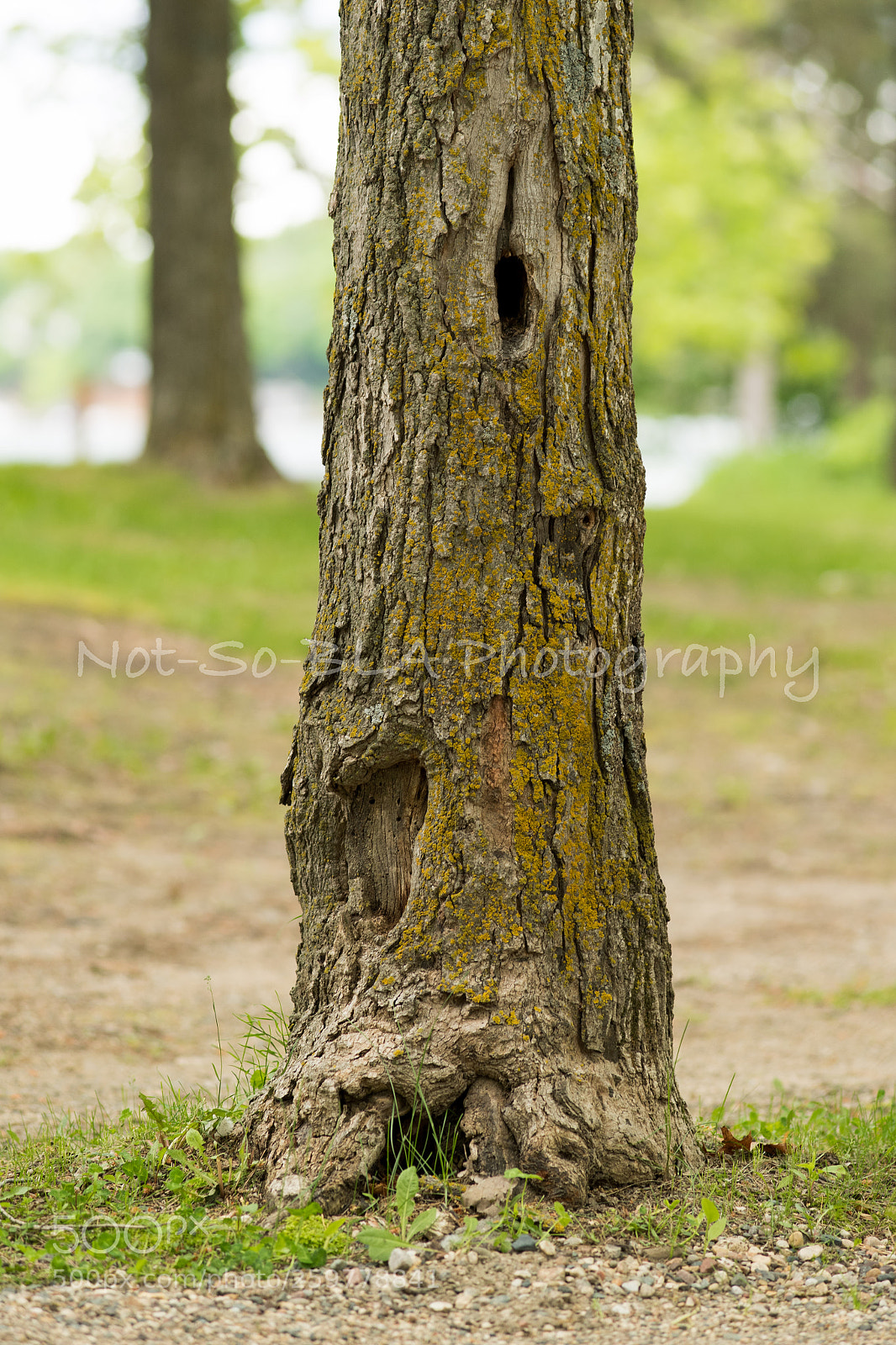 Nikon D5 sample photo. Weathered trunk photography