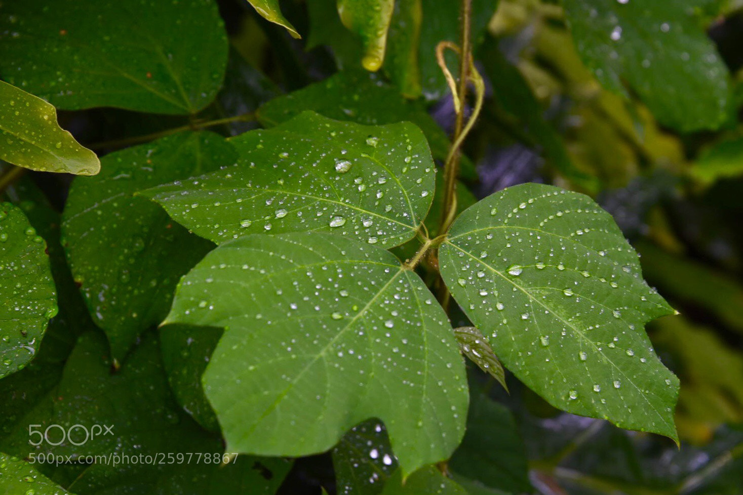 Nikon D750 sample photo. 水珠
waterdrop photography