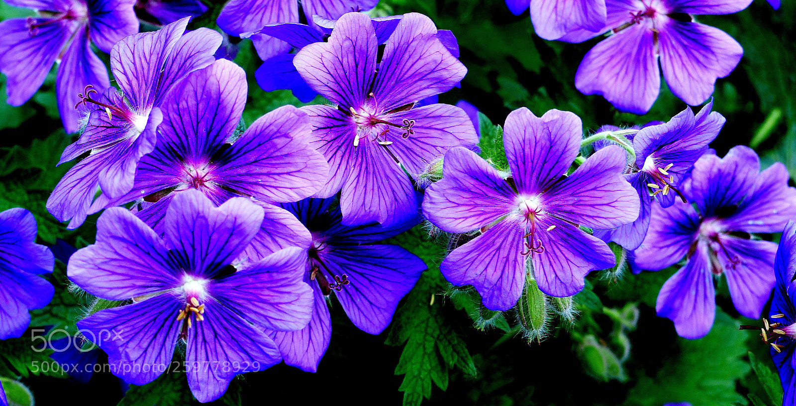 Panasonic Lumix DMC-FZ200 sample photo. Blue flowers. photography