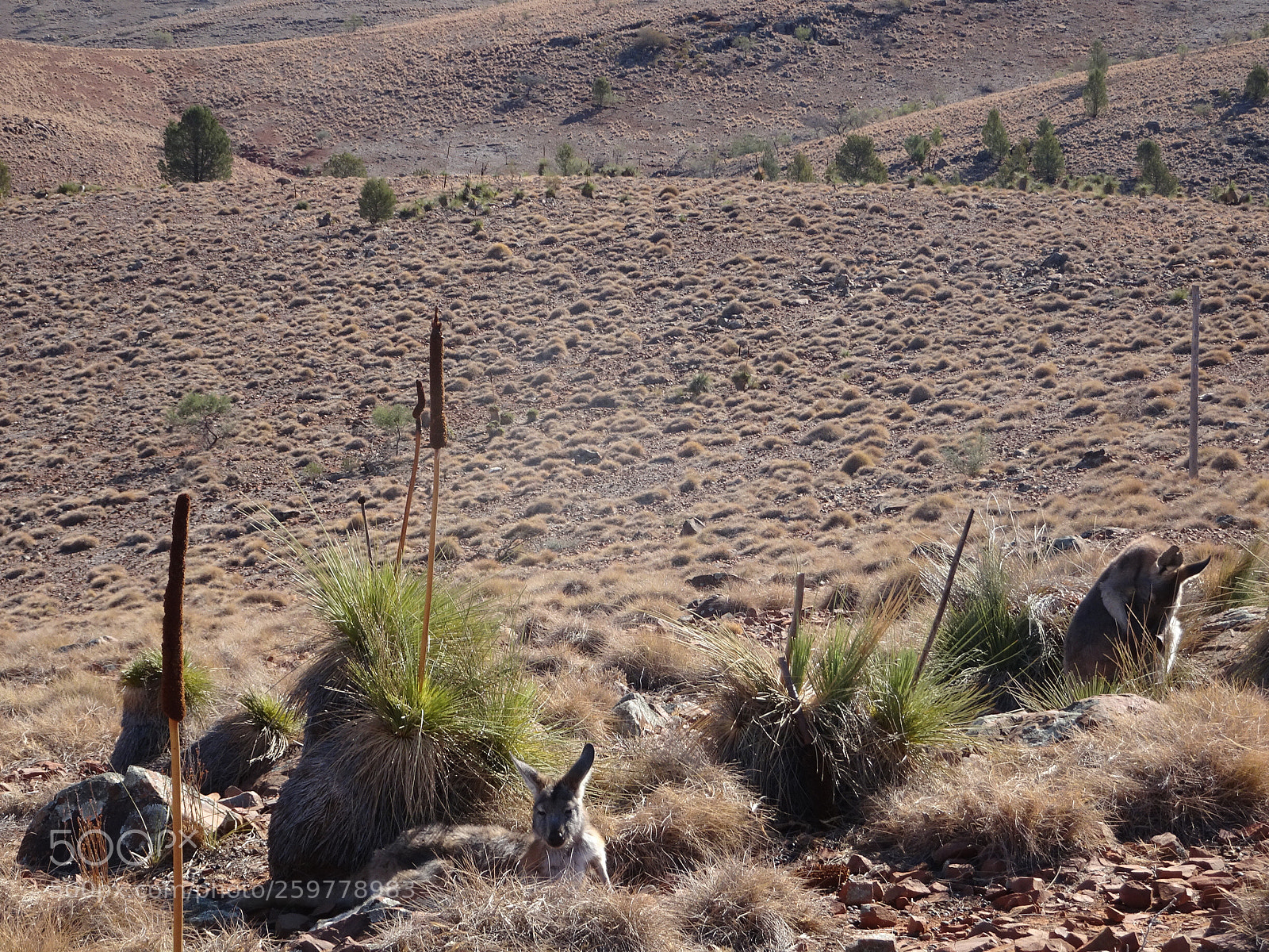 Sony Cyber-shot DSC-HX90V sample photo. Roos loose in the photography