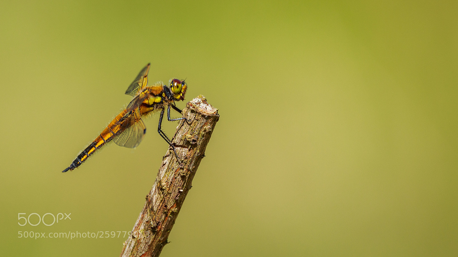 Canon EOS 700D (EOS Rebel T5i / EOS Kiss X7i) sample photo. Libellula quadrimaculata - four-spotted photography