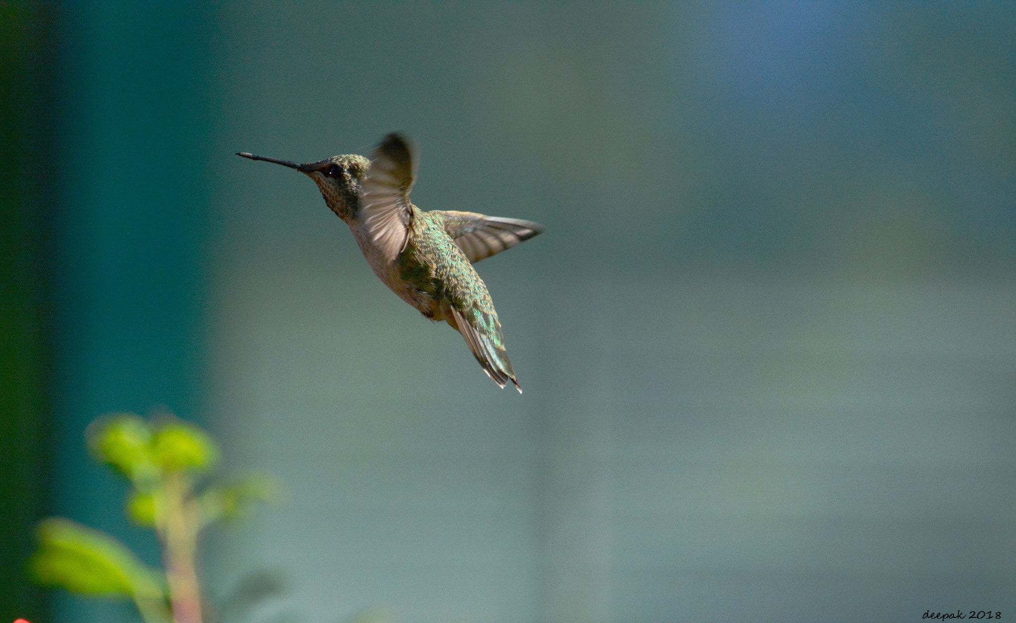 Nikon D5200 sample photo. Humming bird photography