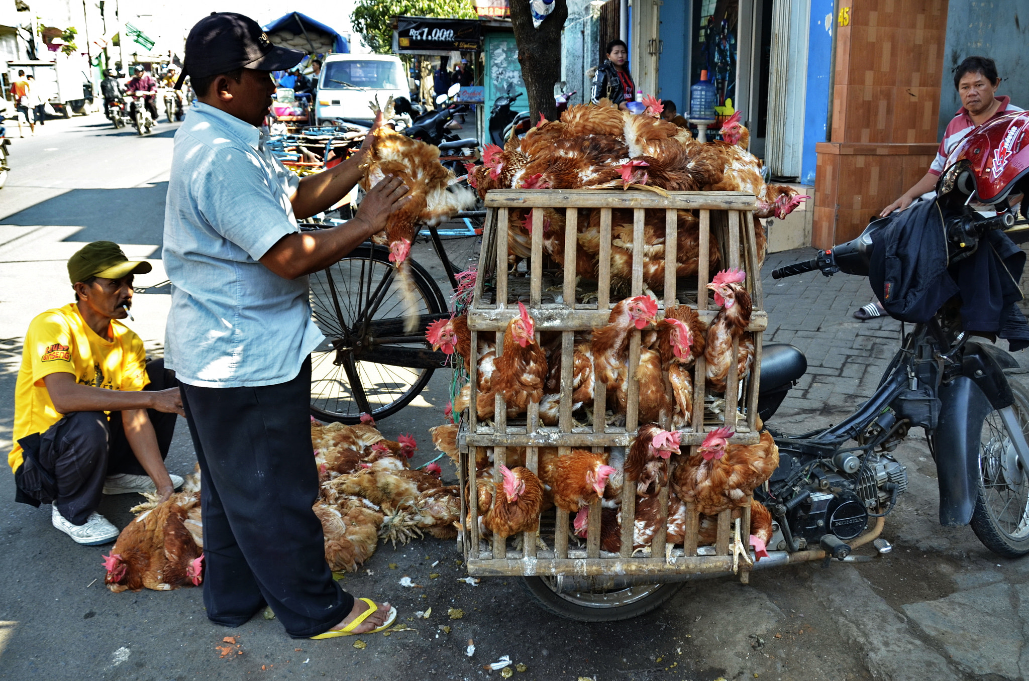 Nikon D5100 sample photo. Slaughter chickens photography