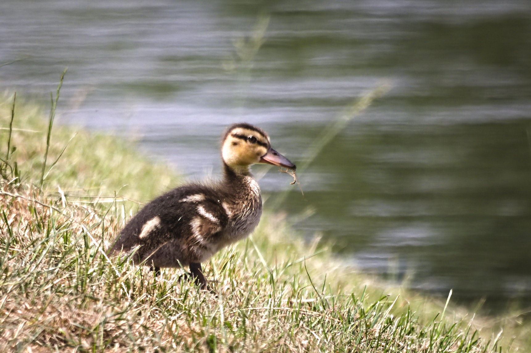 Canon EOS 1100D (EOS Rebel T3 / EOS Kiss X50) sample photo. Cute black-yellow photography