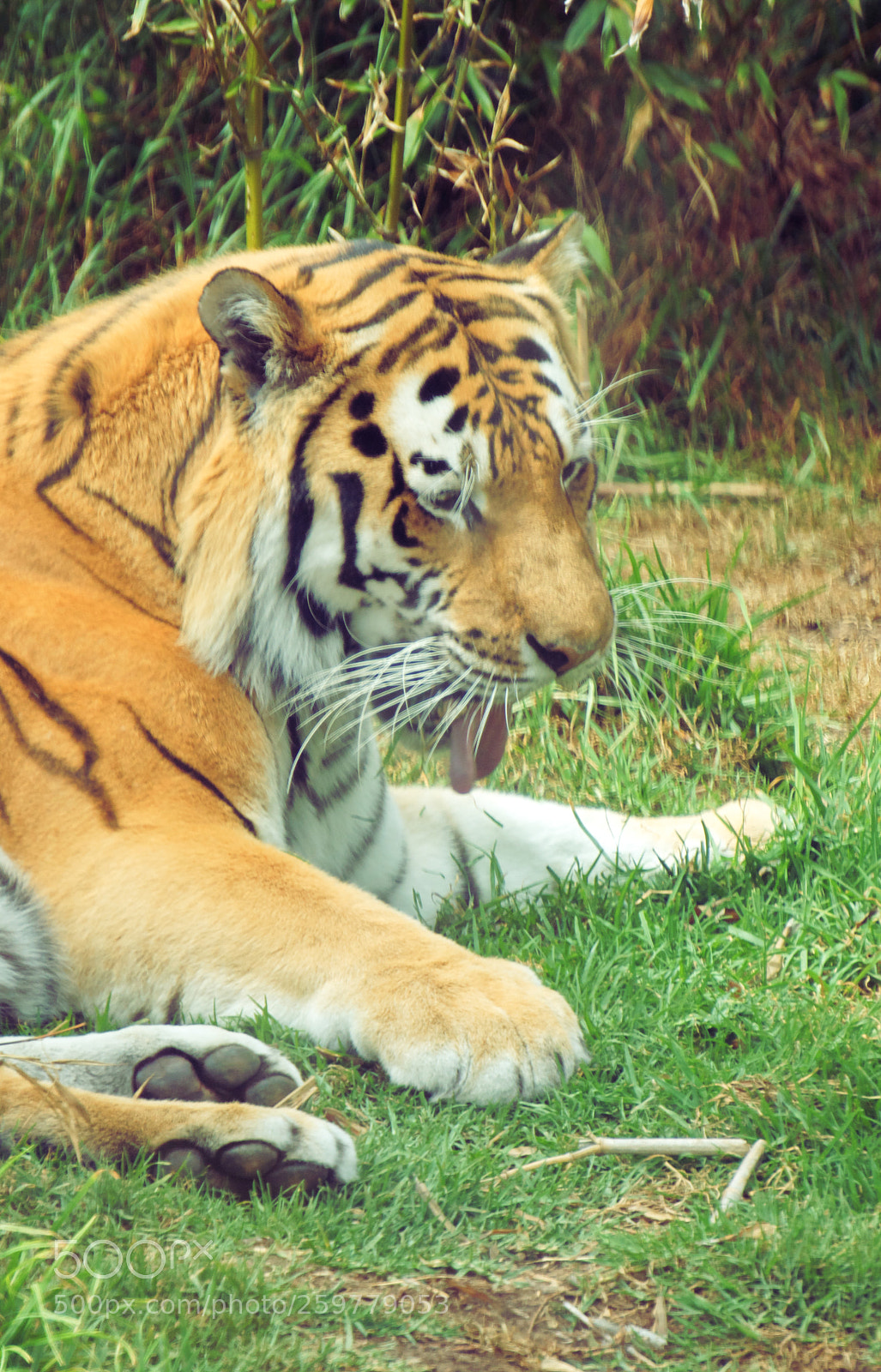 Sony a6300 sample photo. Yawning tiger photography