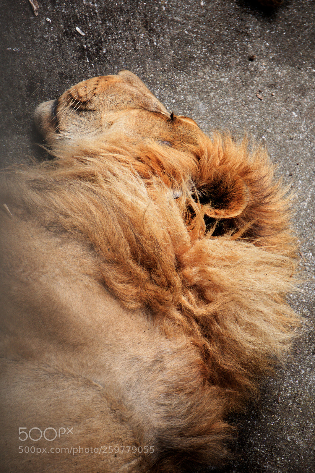 Sony a6300 sample photo. Sleeping lion photography