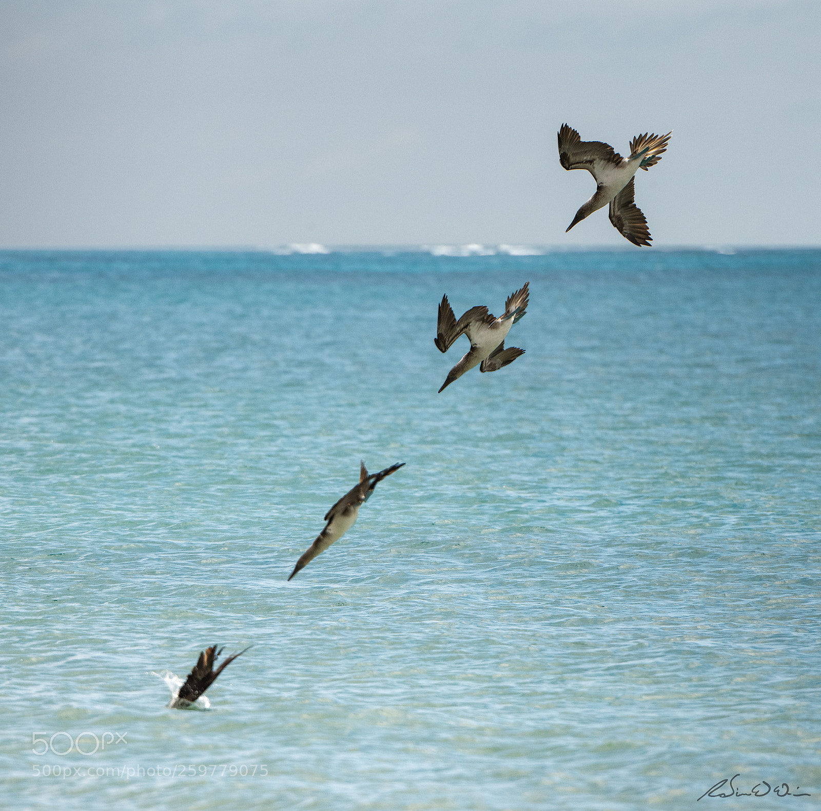 Nikon D850 sample photo. Dive, dive, dive! photography
