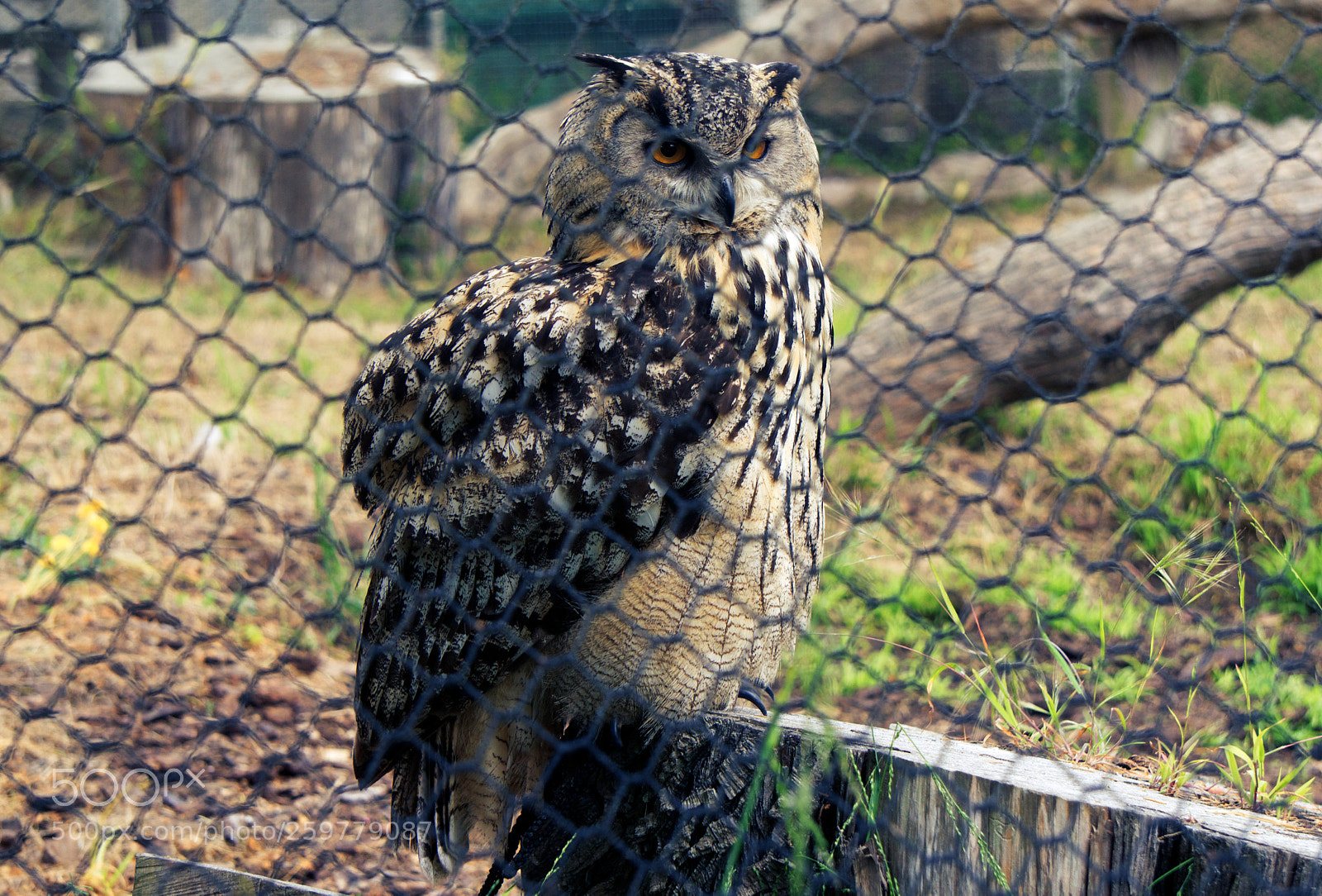 Sony a6300 sample photo. Curious owl photography