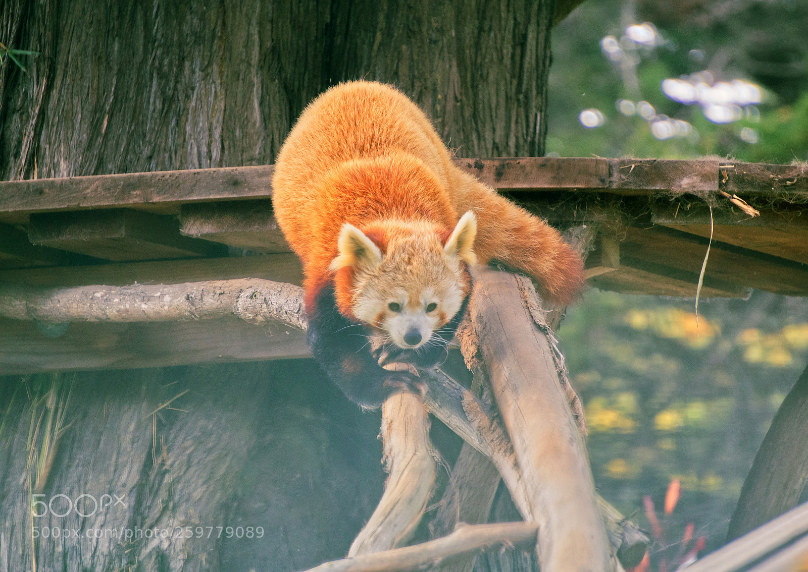 Sony a6300 sample photo. Climbing down - red photography