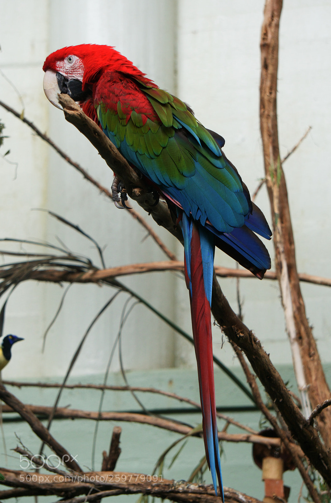 Sony a6300 sample photo. Beautiful bird photography