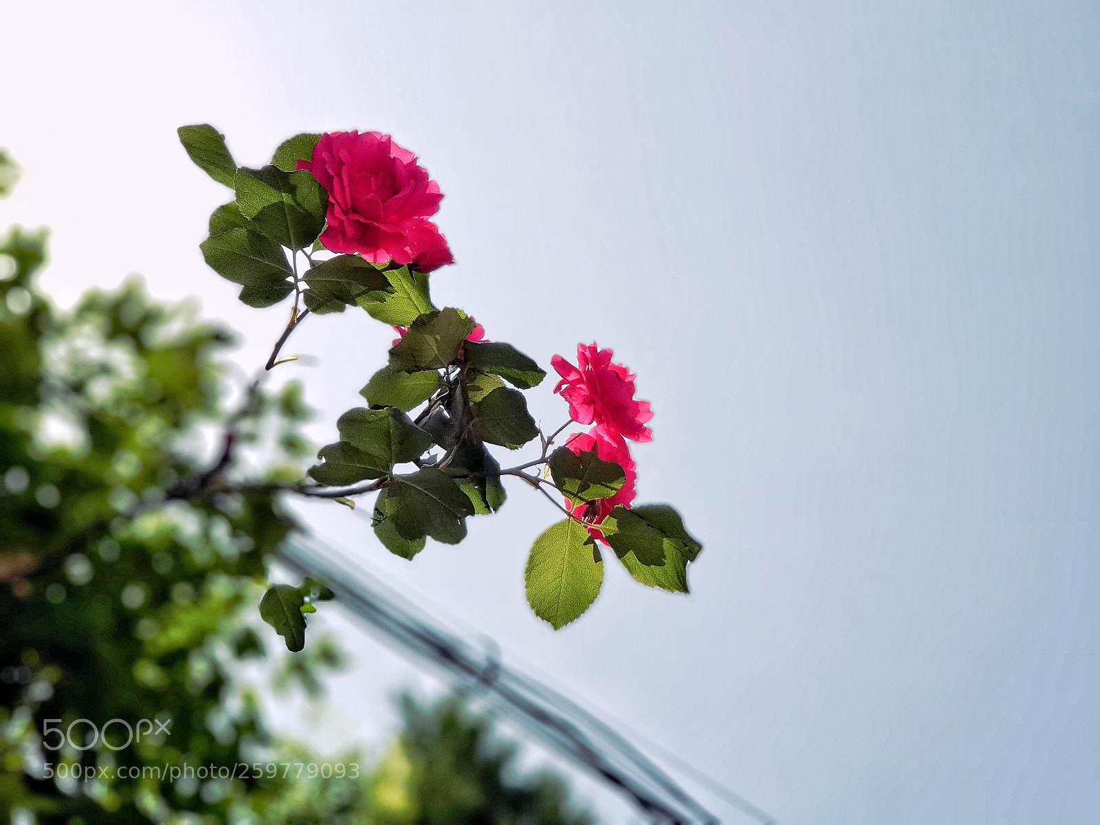 Samsung Galaxy S9+ sample photo. Rose photography