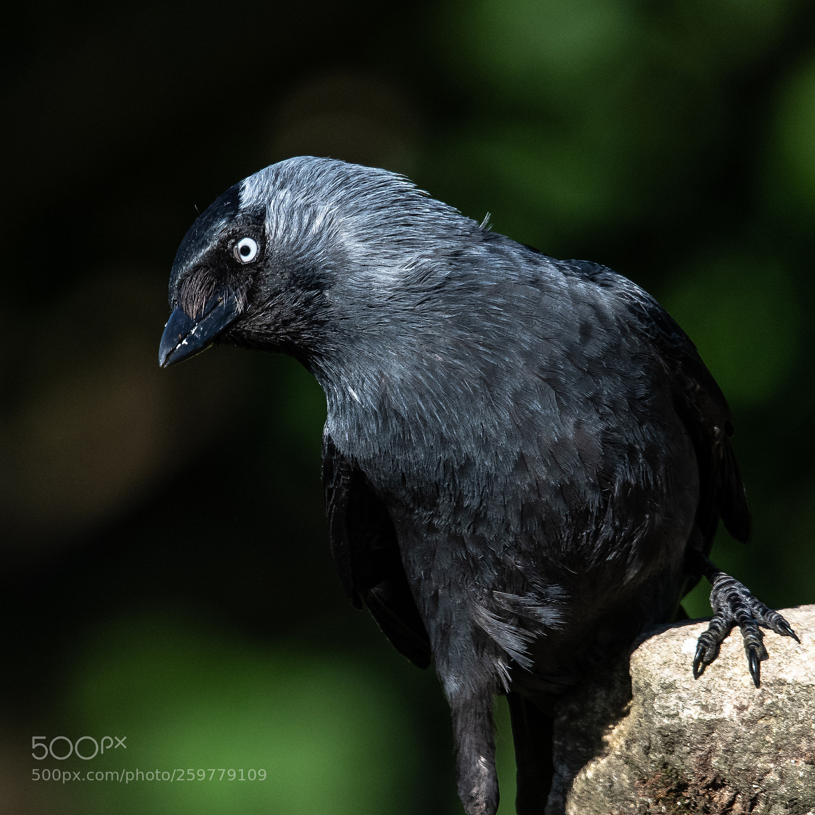 Nikon D850 sample photo. Serious jackdaw! photography