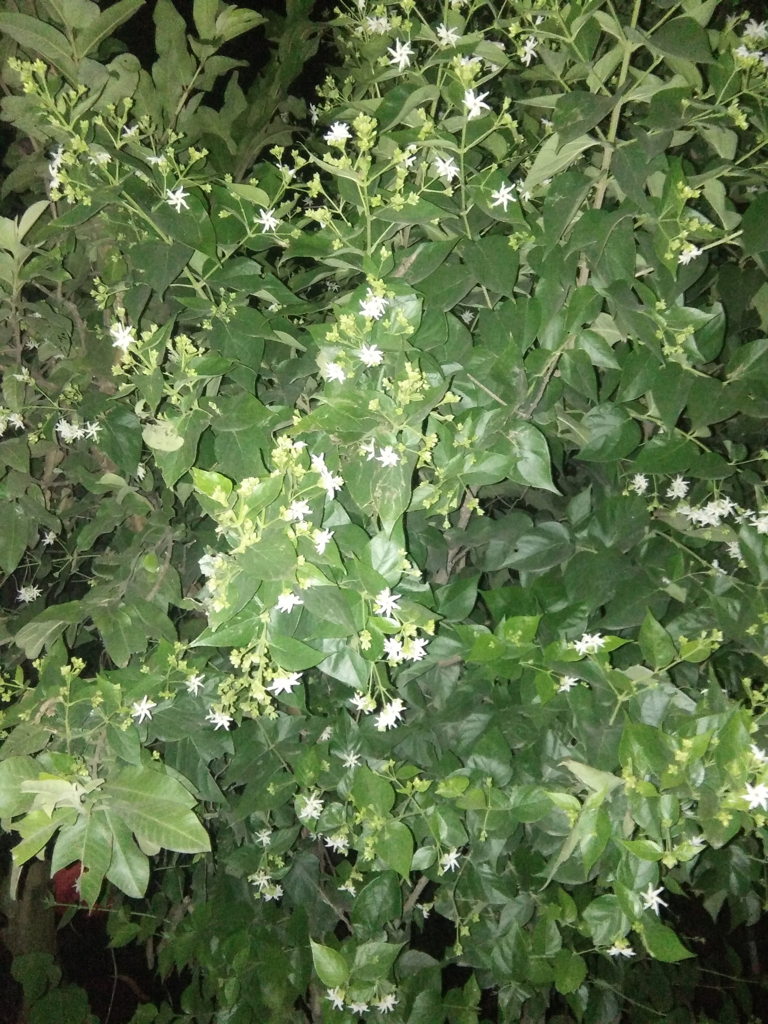 OPPO A33f sample photo