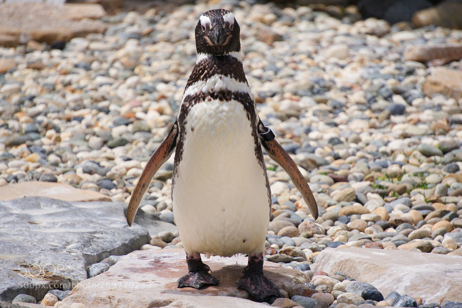 Sony a6300 sample photo. Posing penguin photography