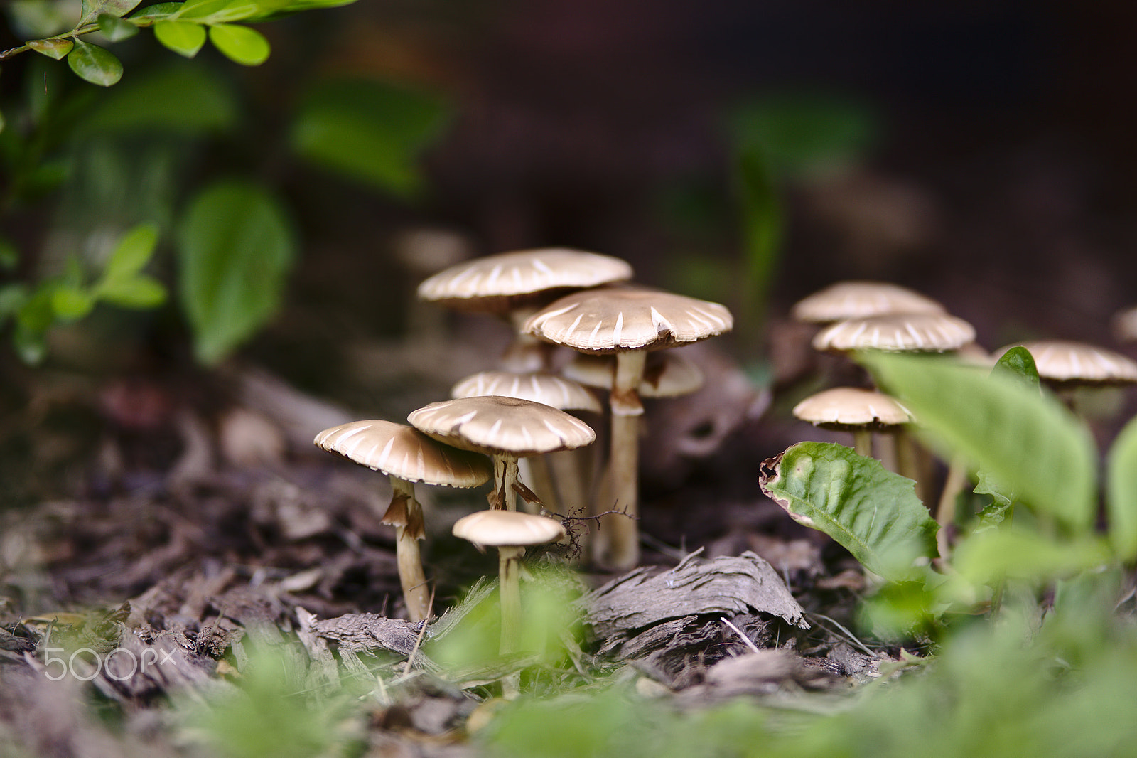 ZEISS Batis 85mm F1.8 sample photo. Mushrooms growing in mulch photography