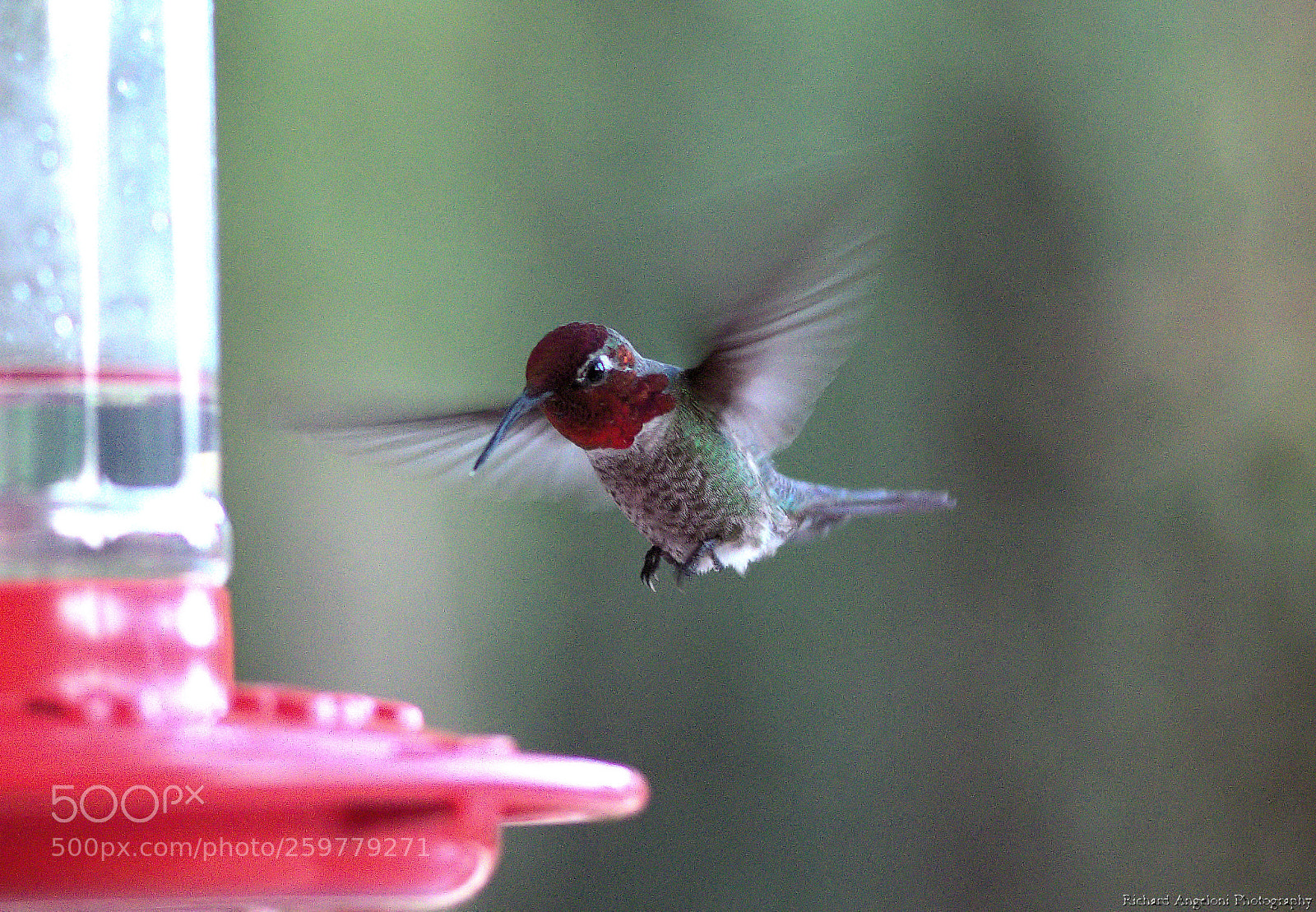 Nikon D7000 sample photo. Hummingbird landing photography