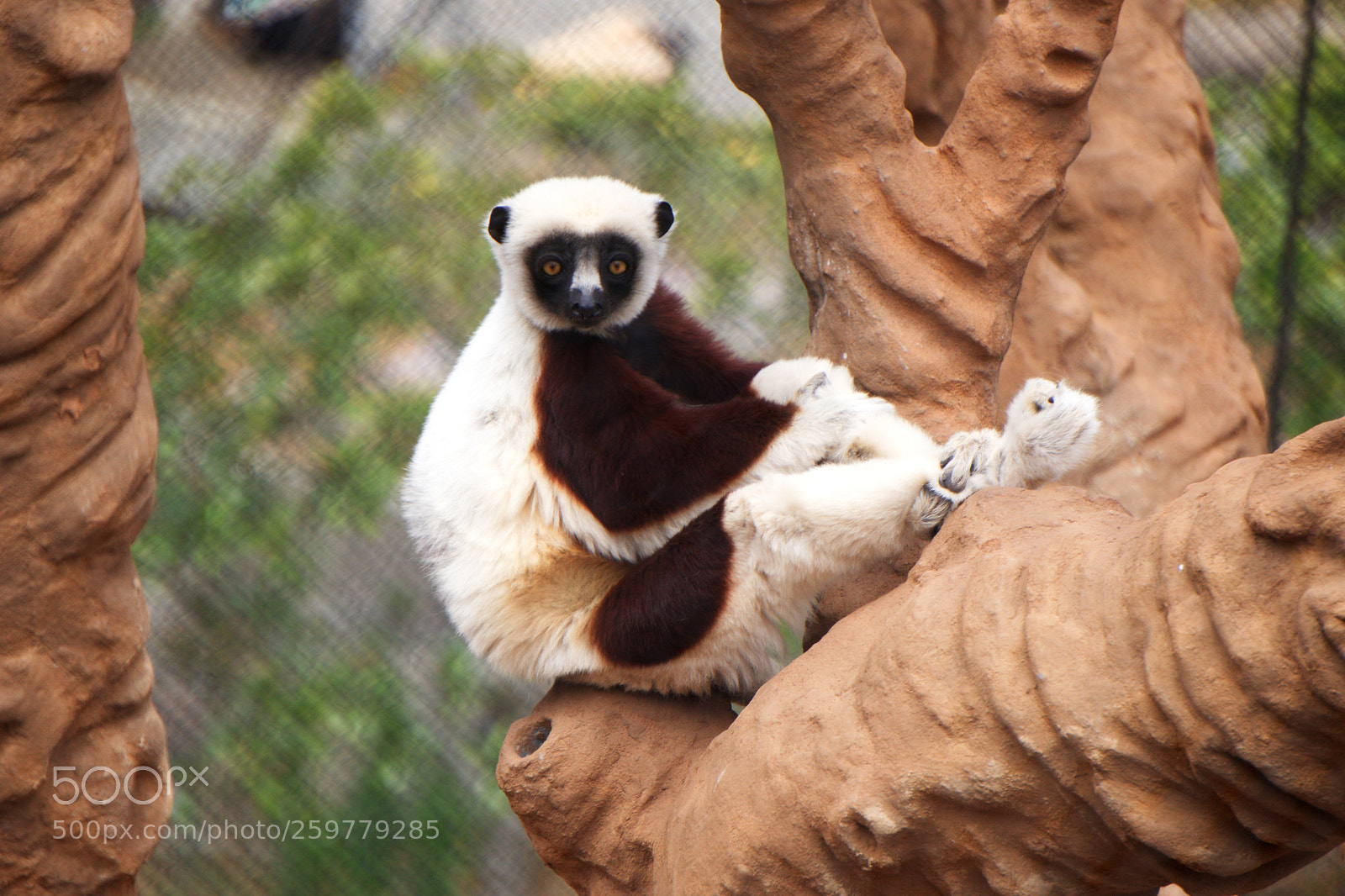 Sony a6300 sample photo. Posing lemur photography
