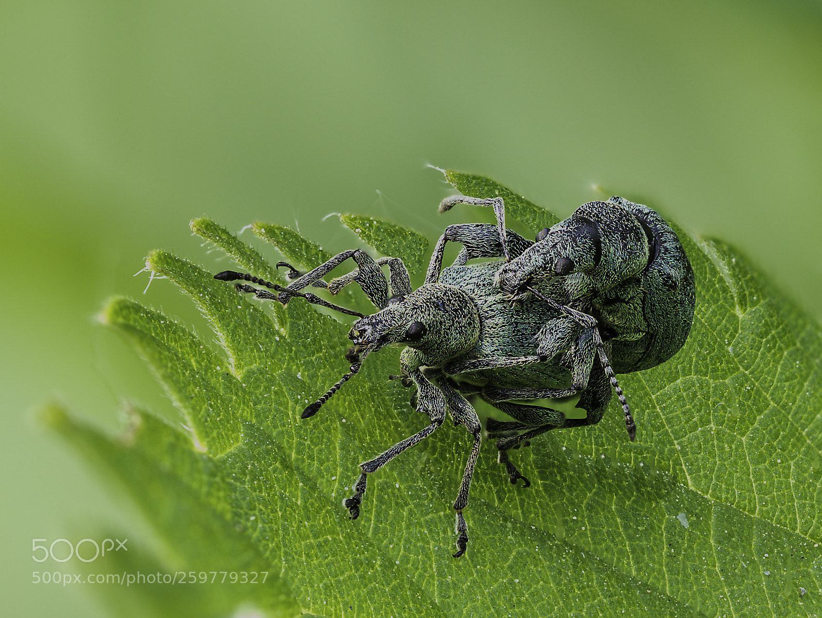 Olympus OM-D E-M1 Mark II sample photo. Curculionidae couple photography