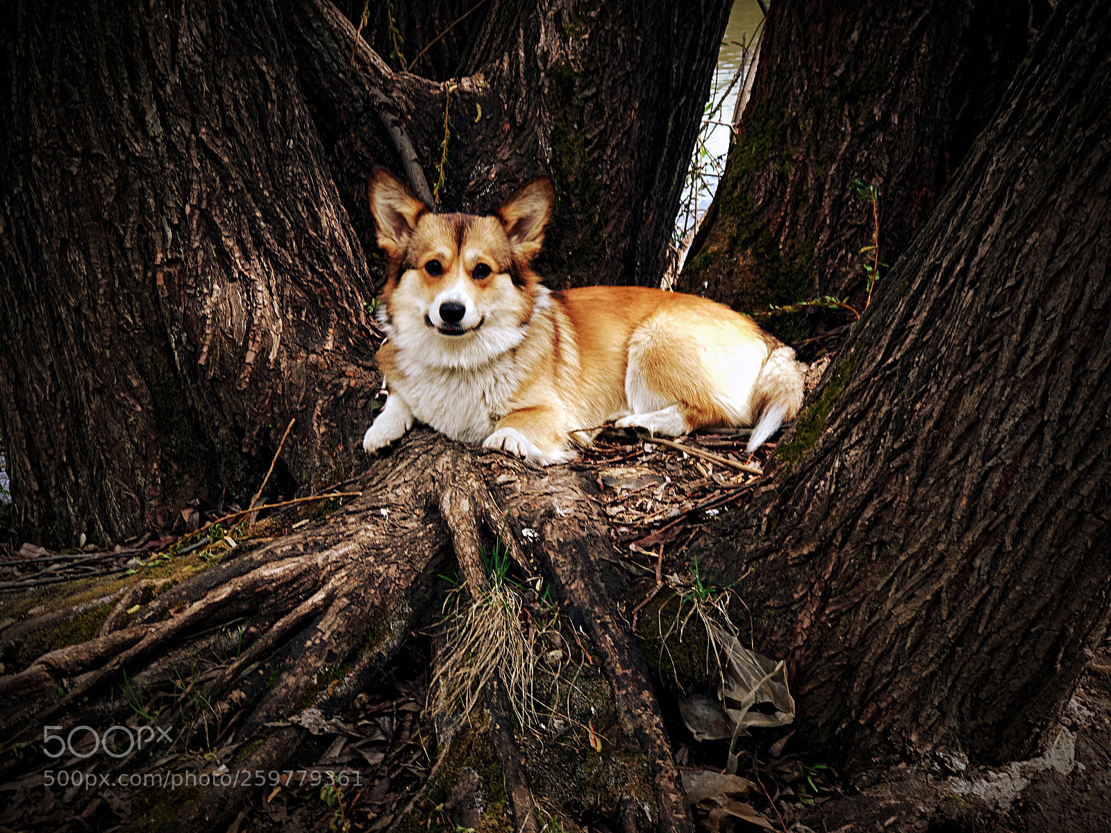 Apple iPhone 7 Plus sample photo. My corgi photography
