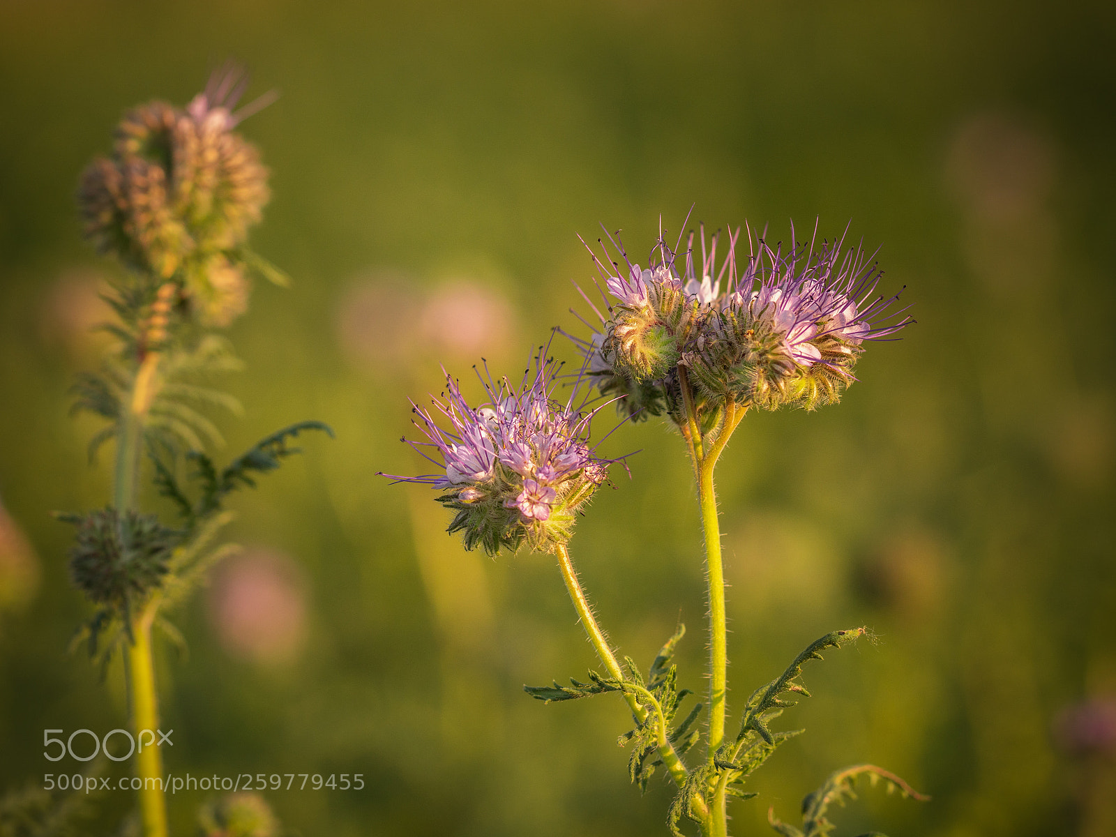 Sony a6500 sample photo. Phacelia photography