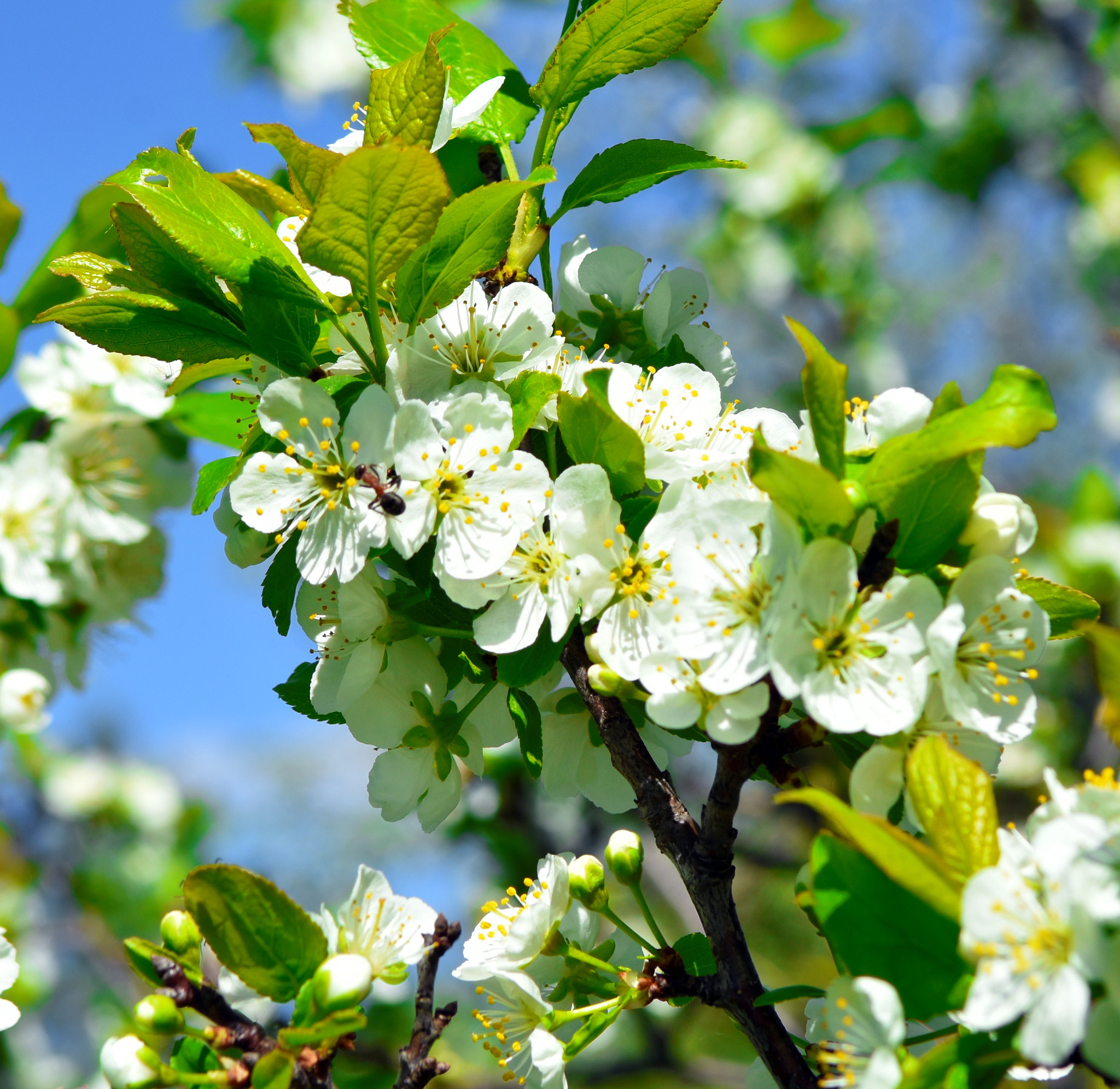 Nikon D7200 sample photo. Plum blossoms. photography