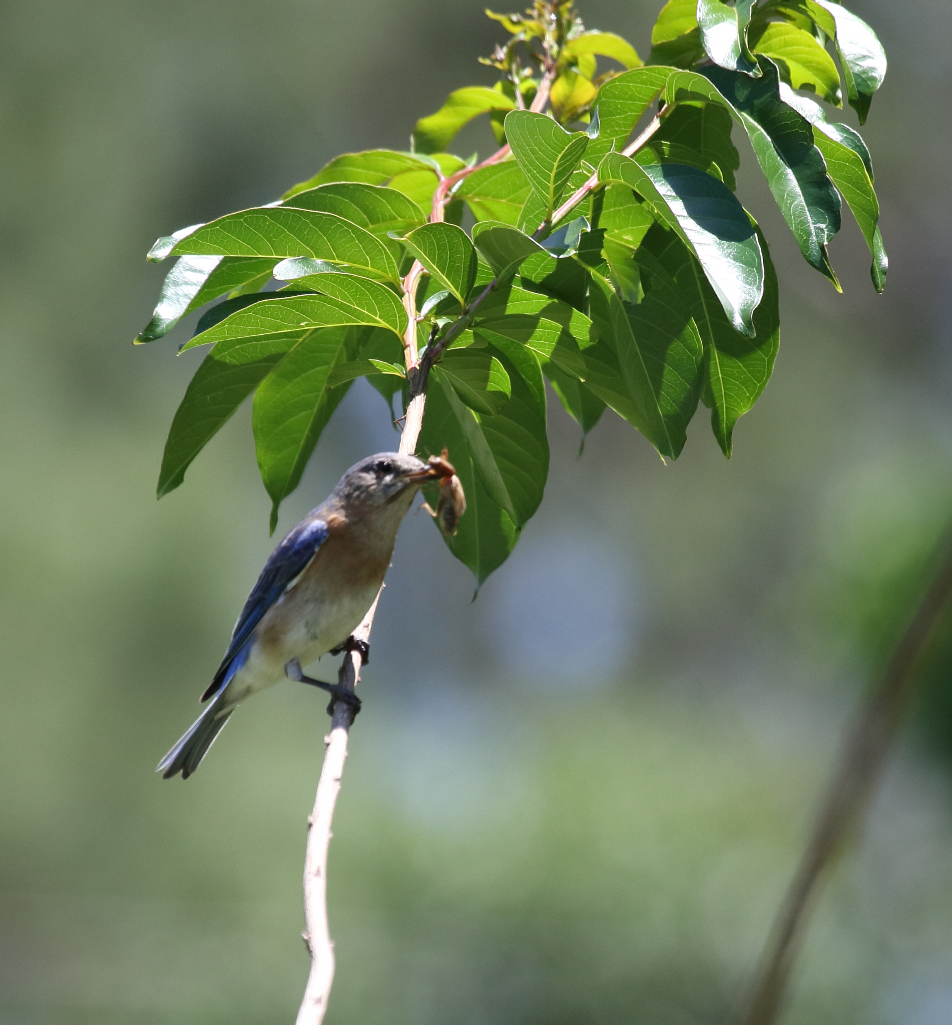 Canon EOS 7D Mark II + Canon EF 100-400mm F4.5-5.6L IS USM sample photo. 838.jpg photography